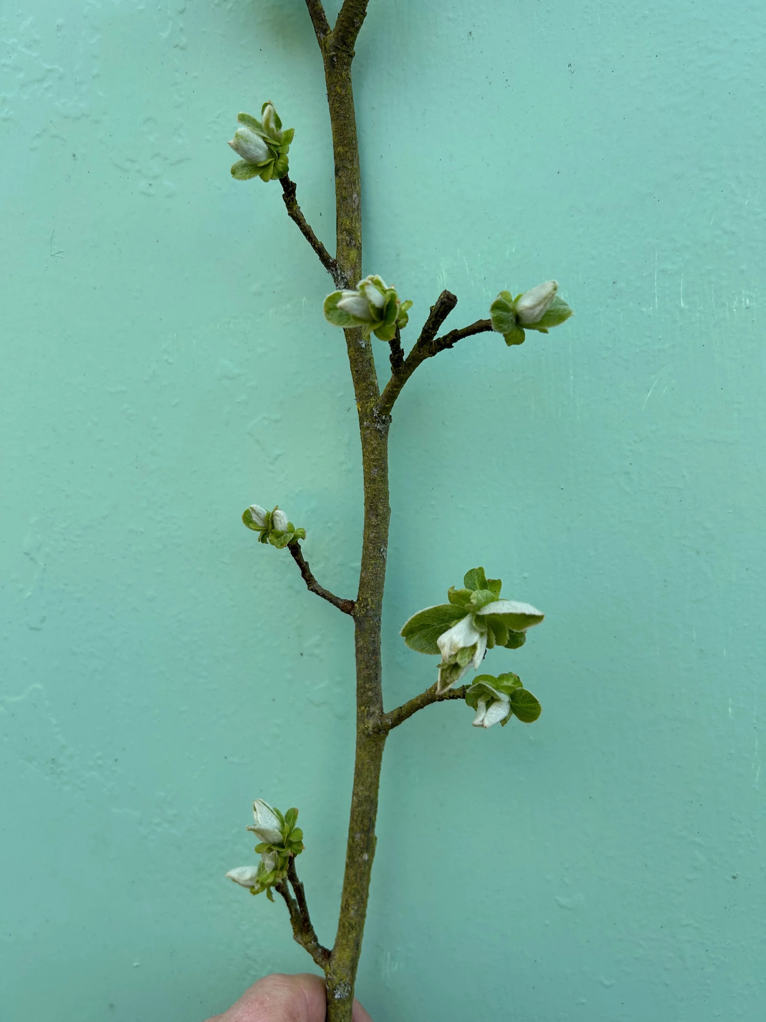 Quince in bud