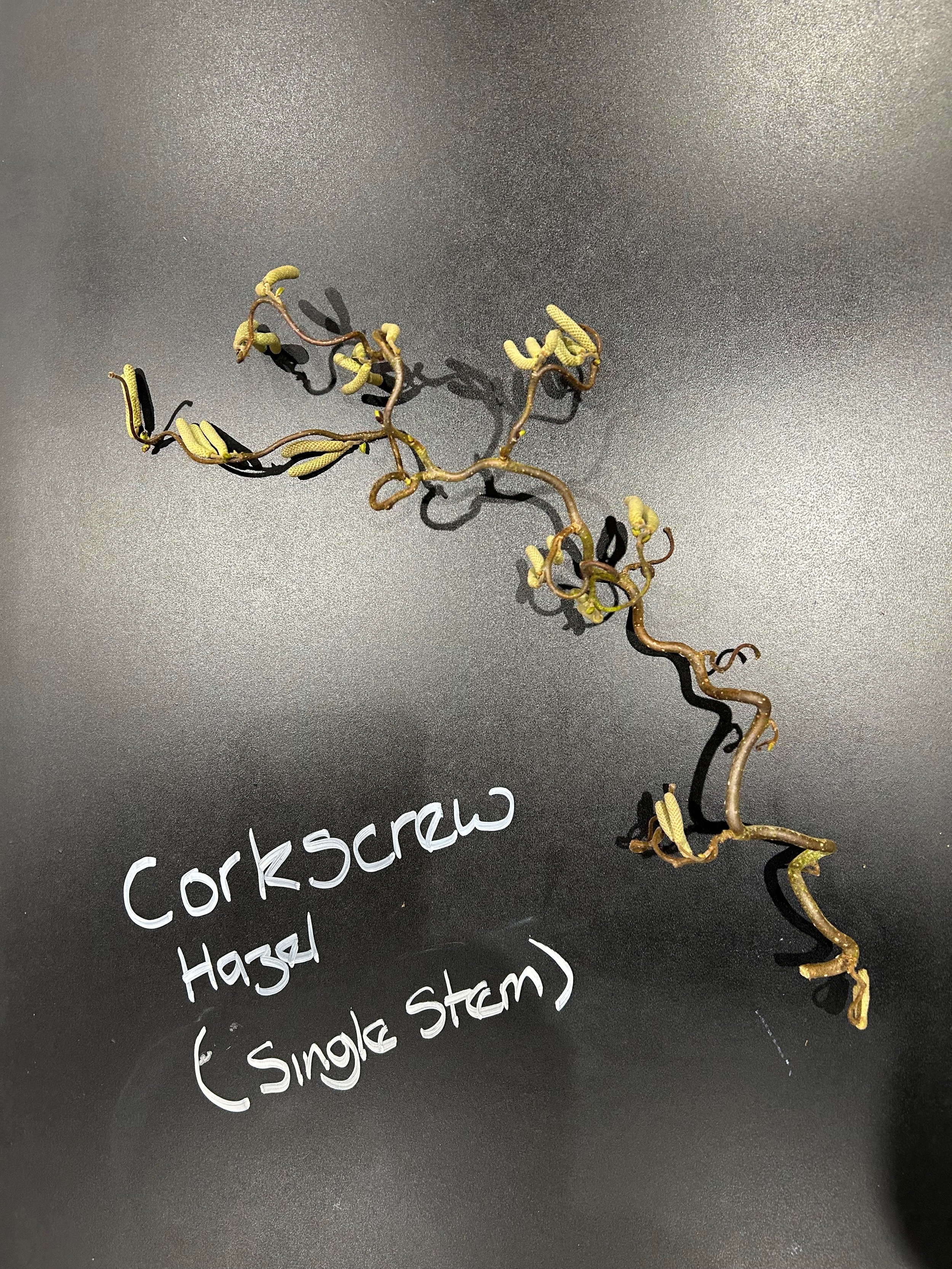 Corkscrew Hazel 