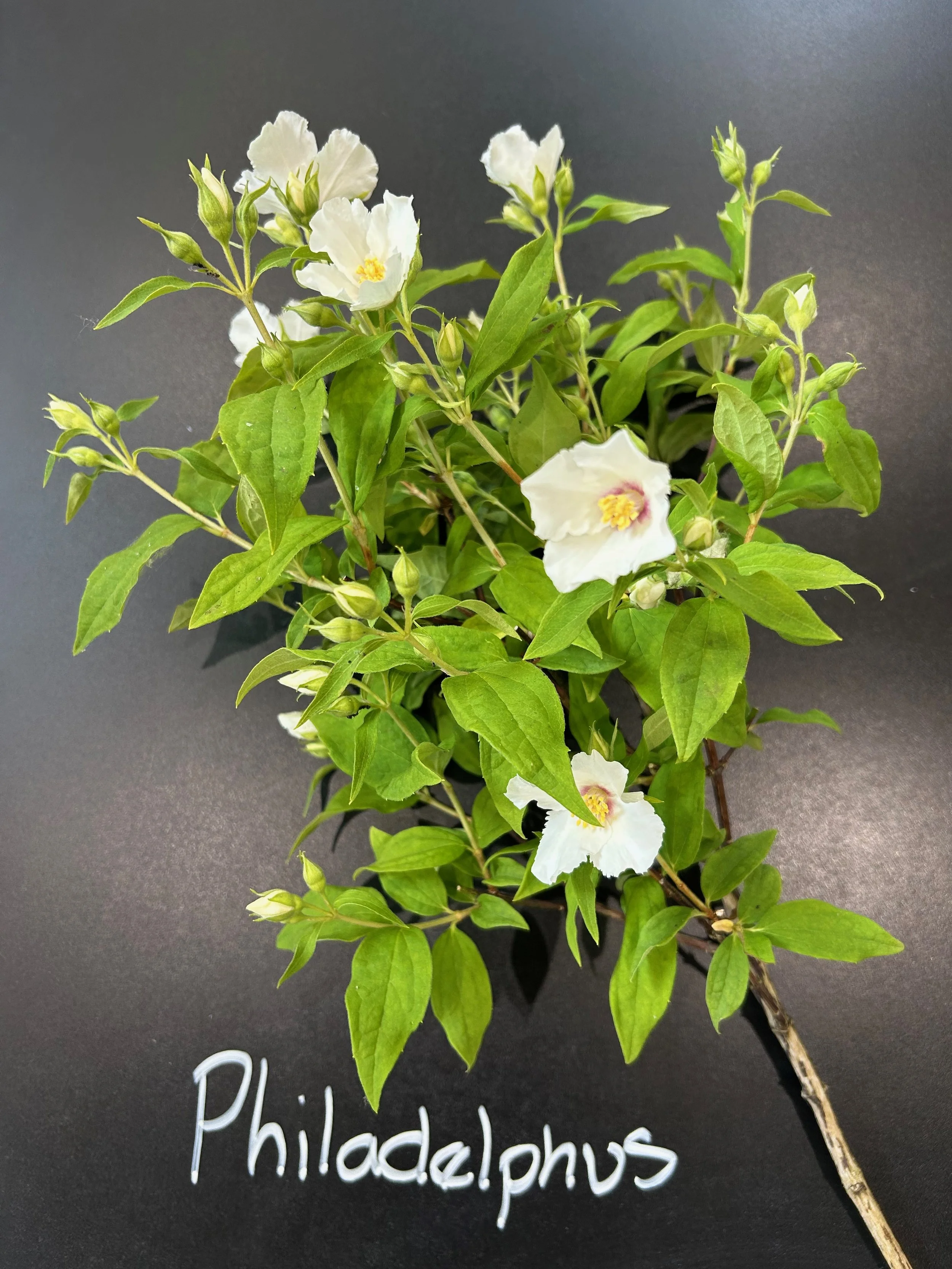 Philadelphus