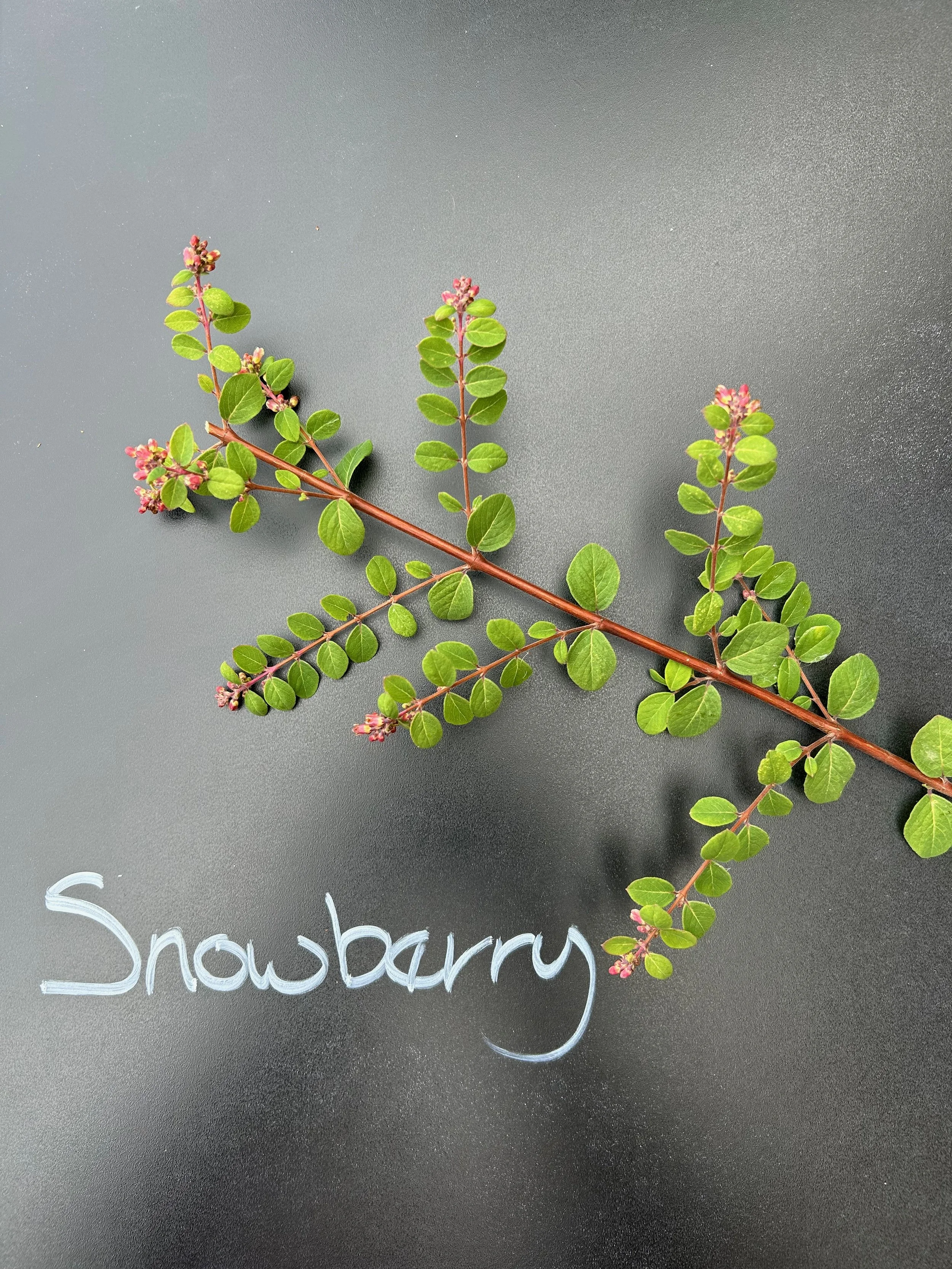 Snowberry