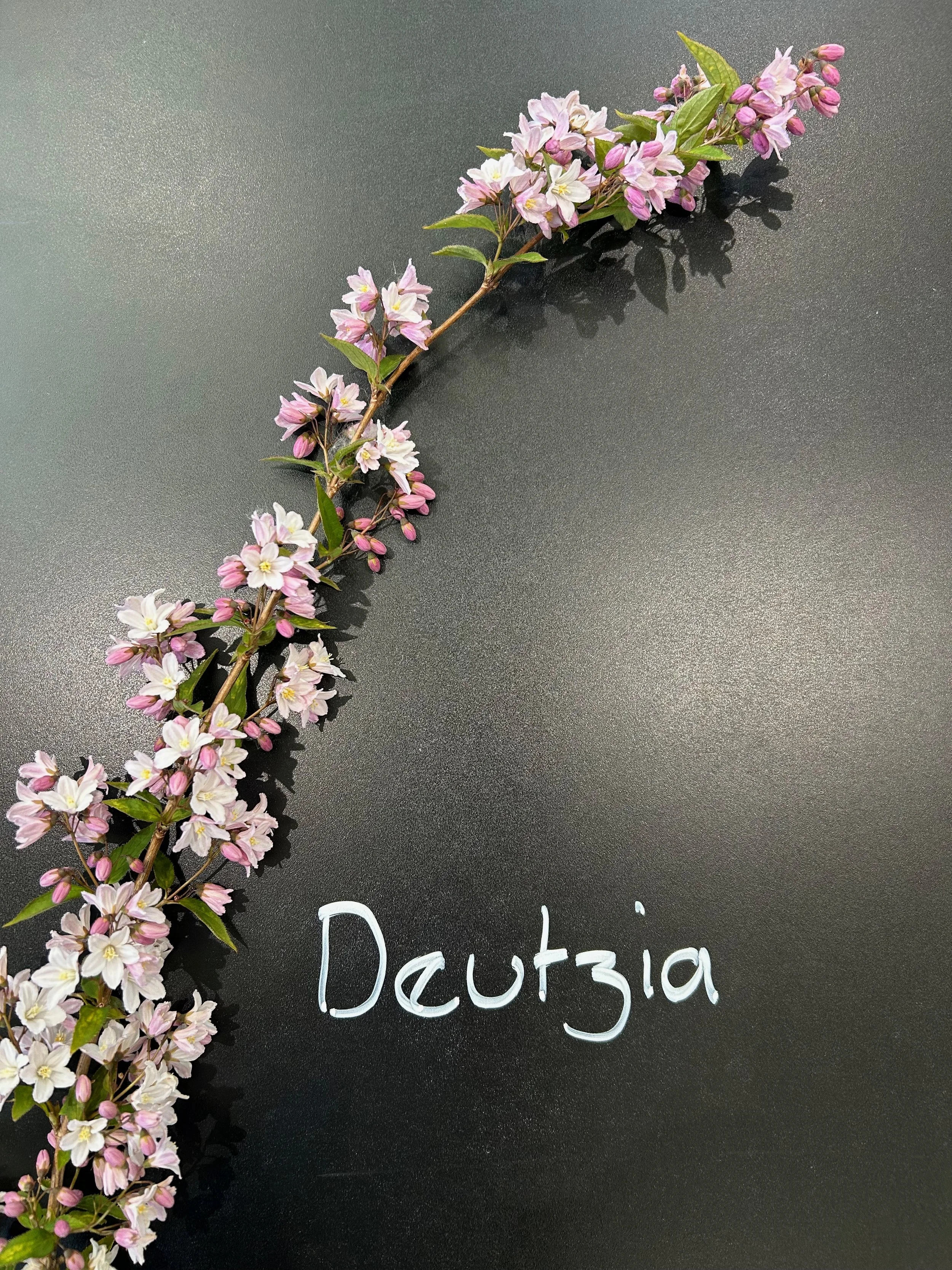 Deutzia