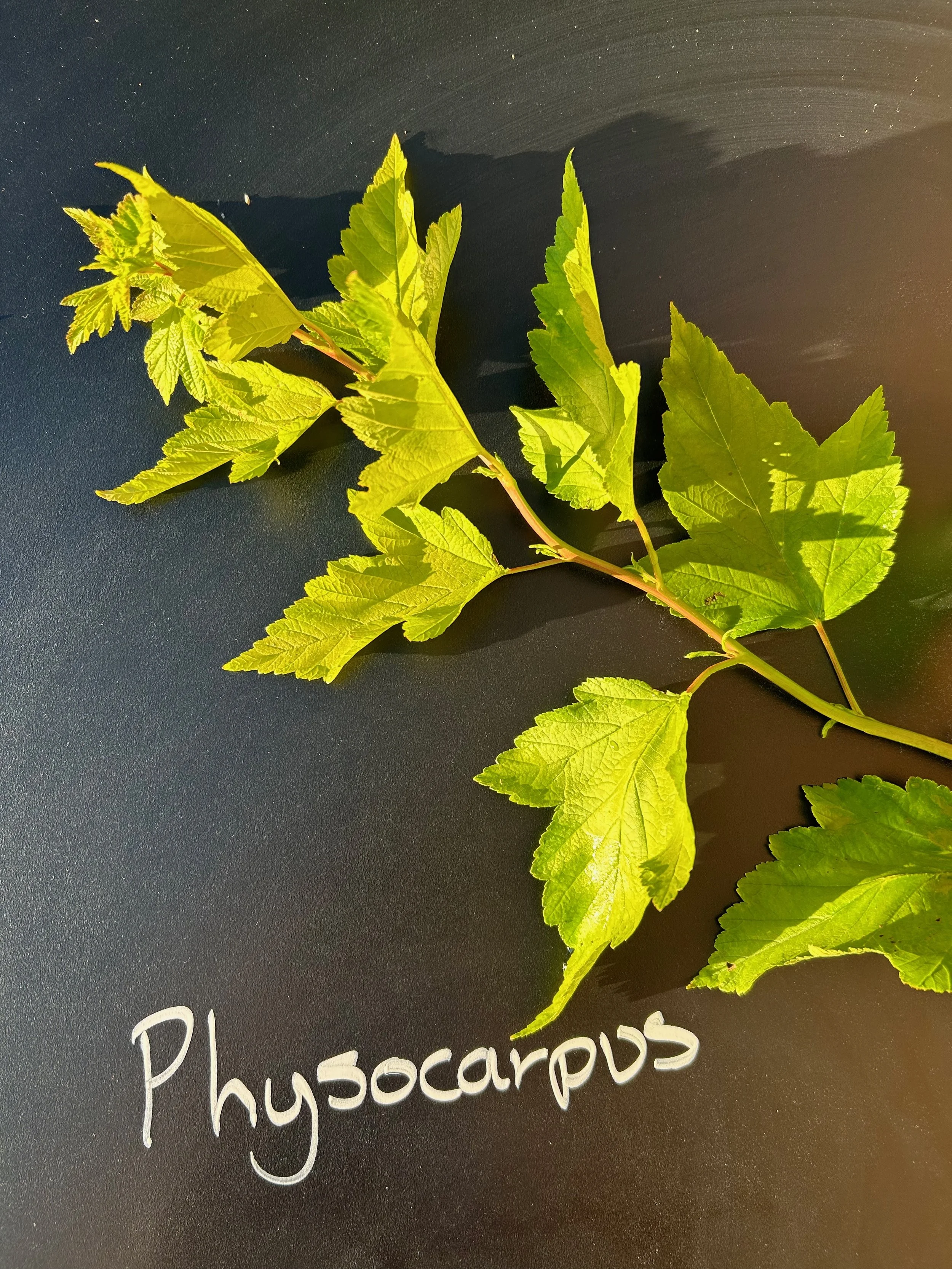 Physocarpus