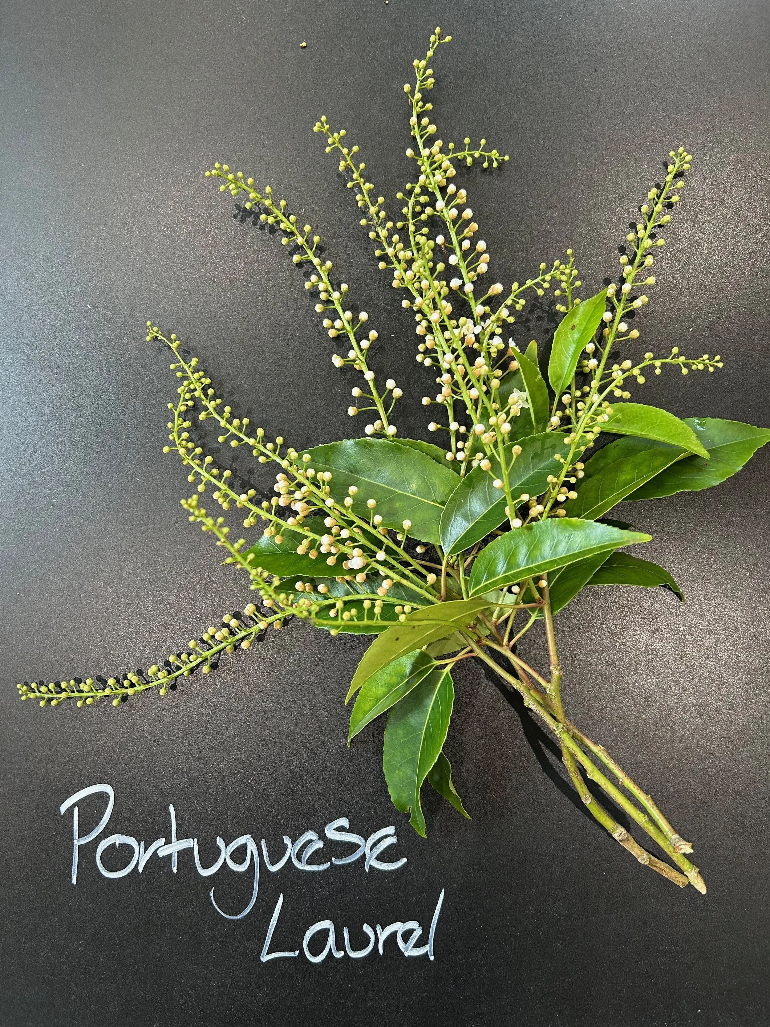 Portuguese Laurel