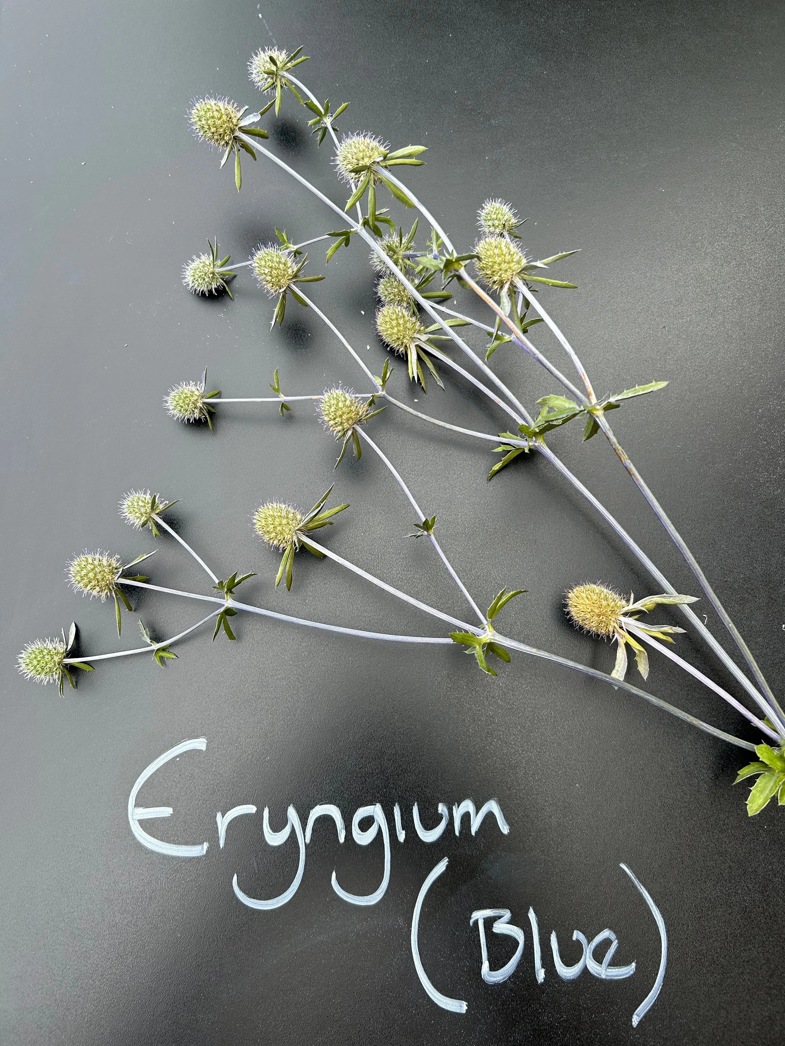 Eryngium (Blue)