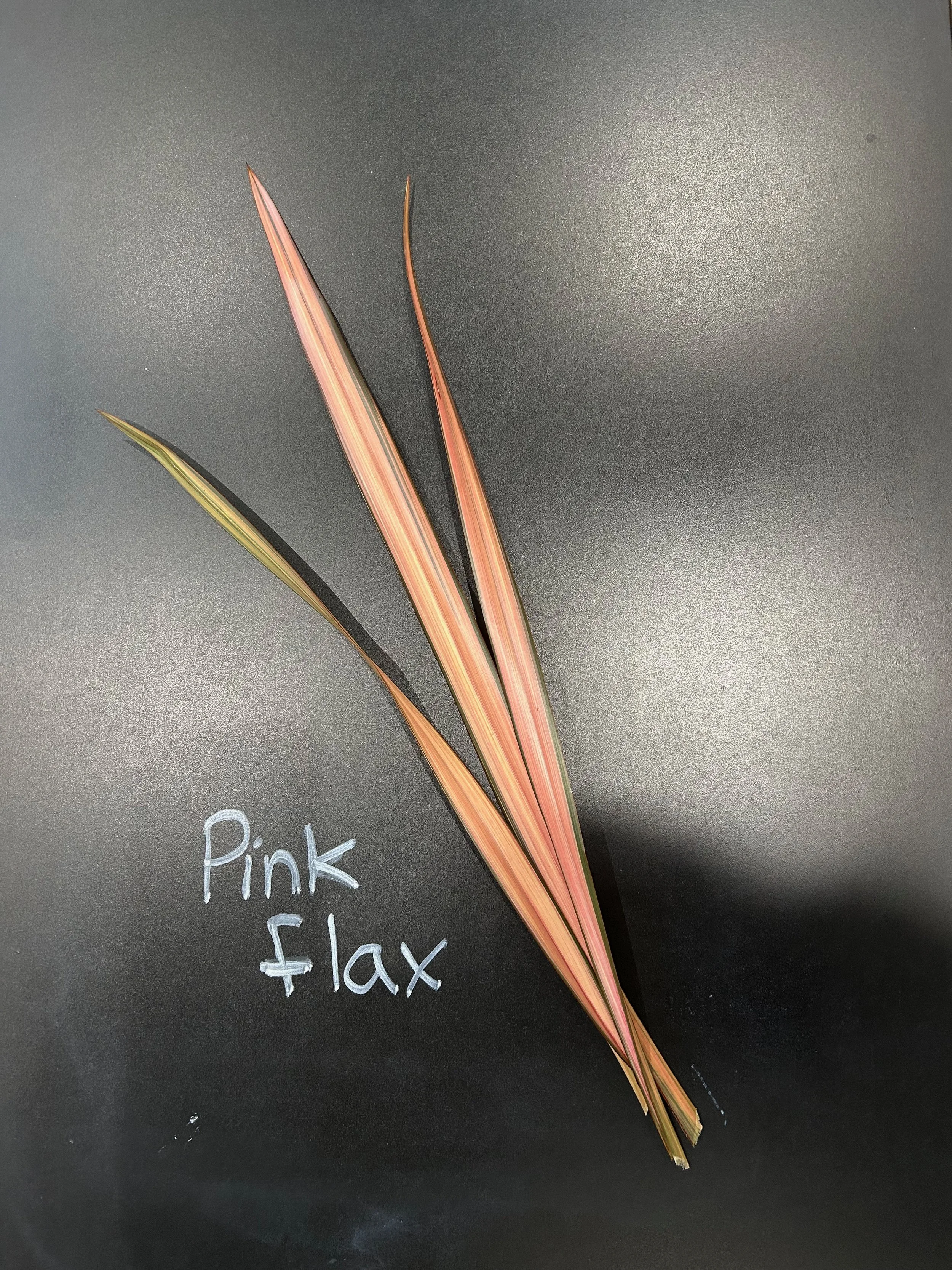 Pink Flax