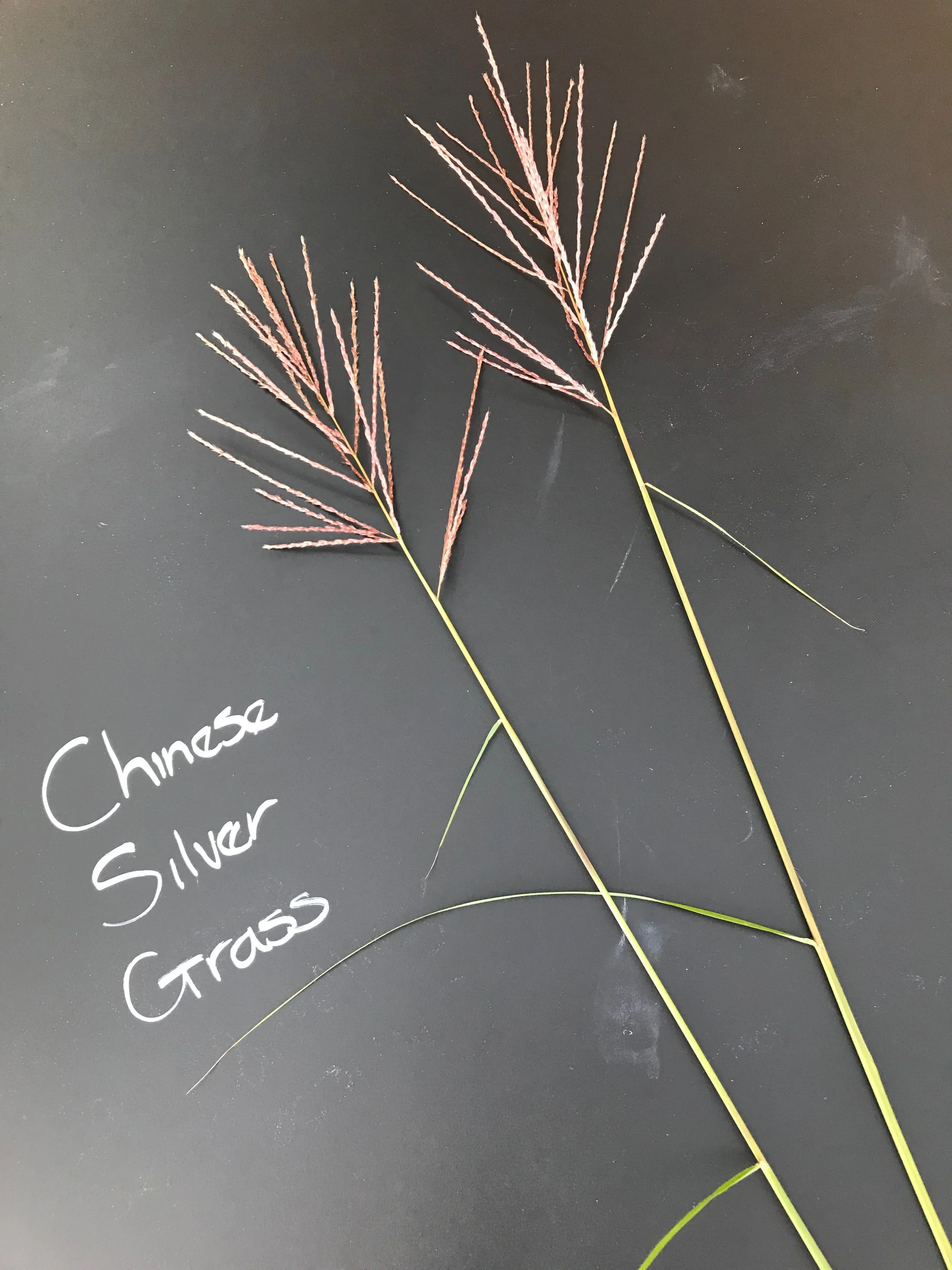 Chinese Silver Grass
