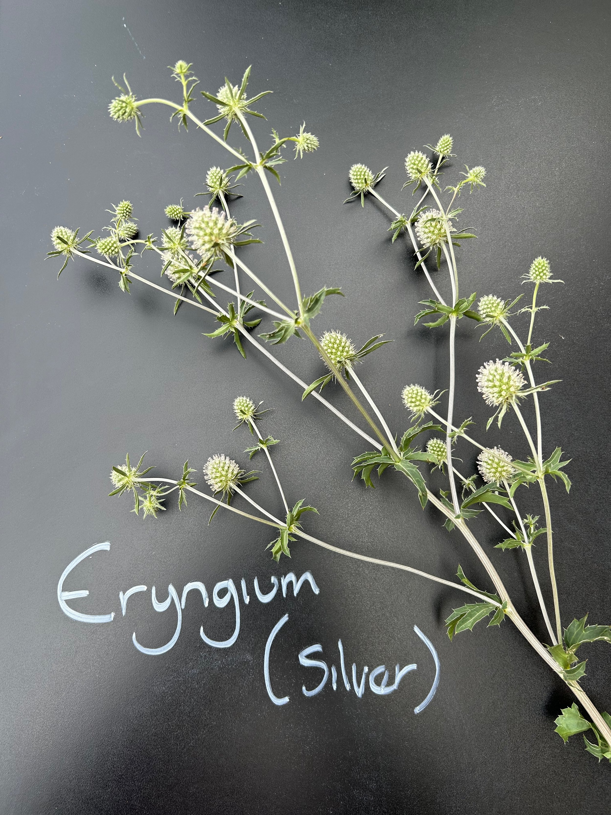 Eryngium (Silver)