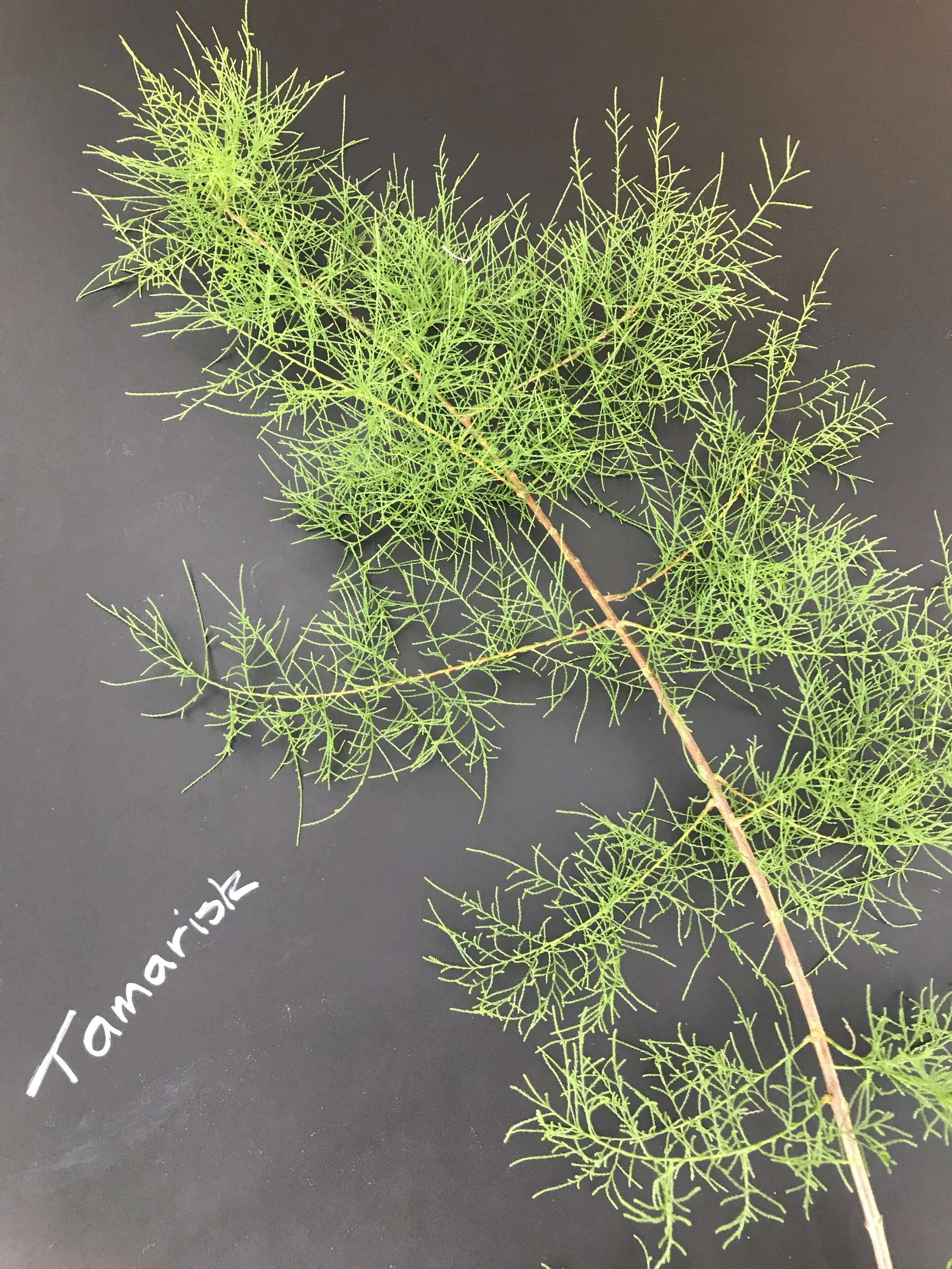 Tamarisk