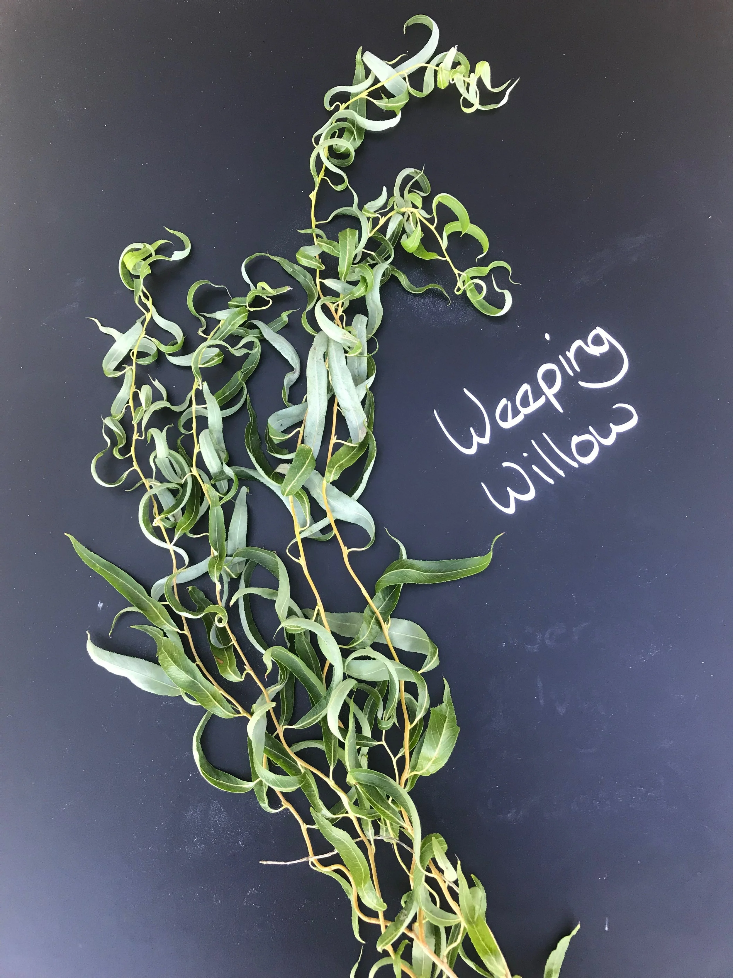 Weeping Willow in Leaf