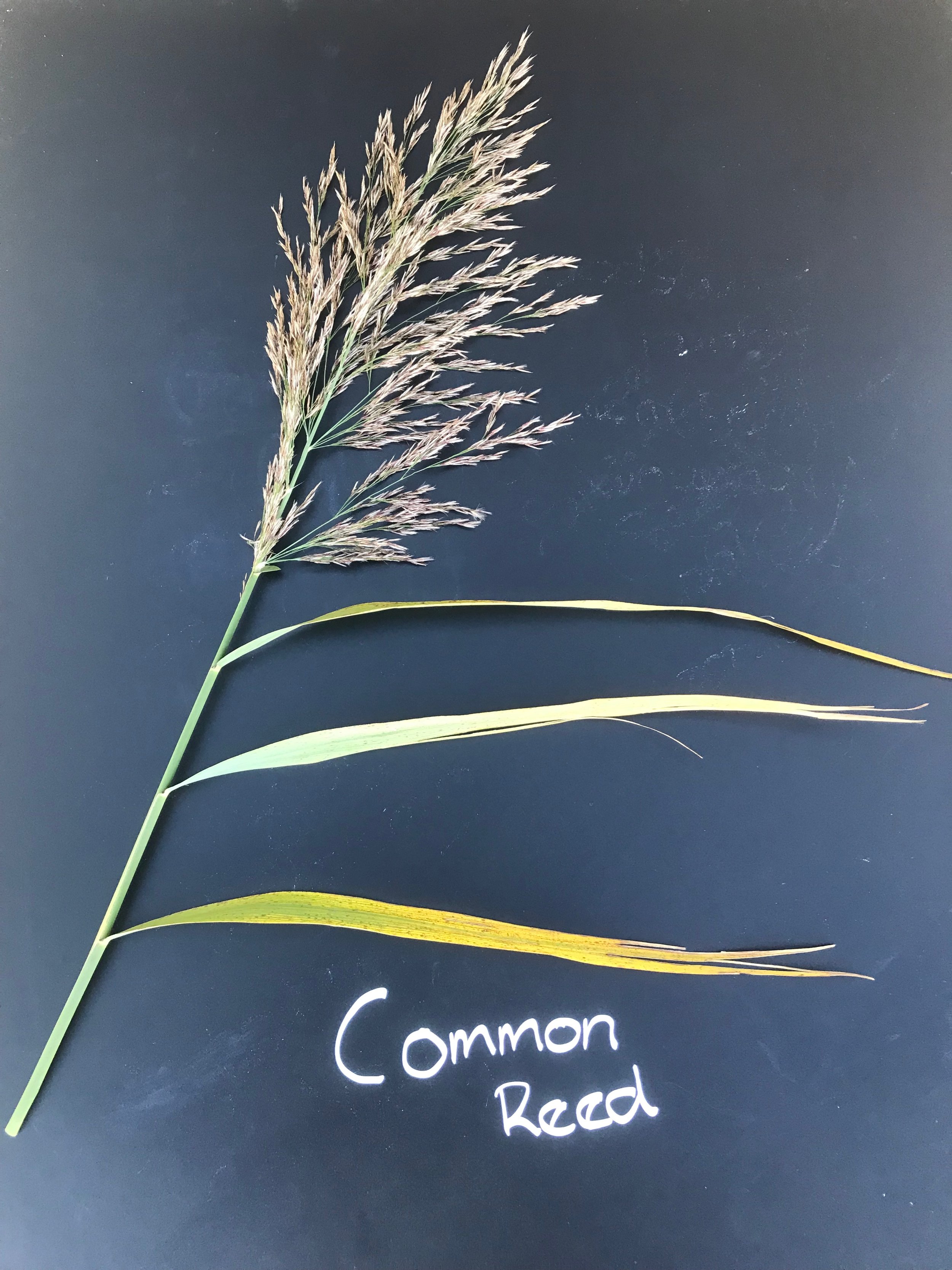 Common Reed
