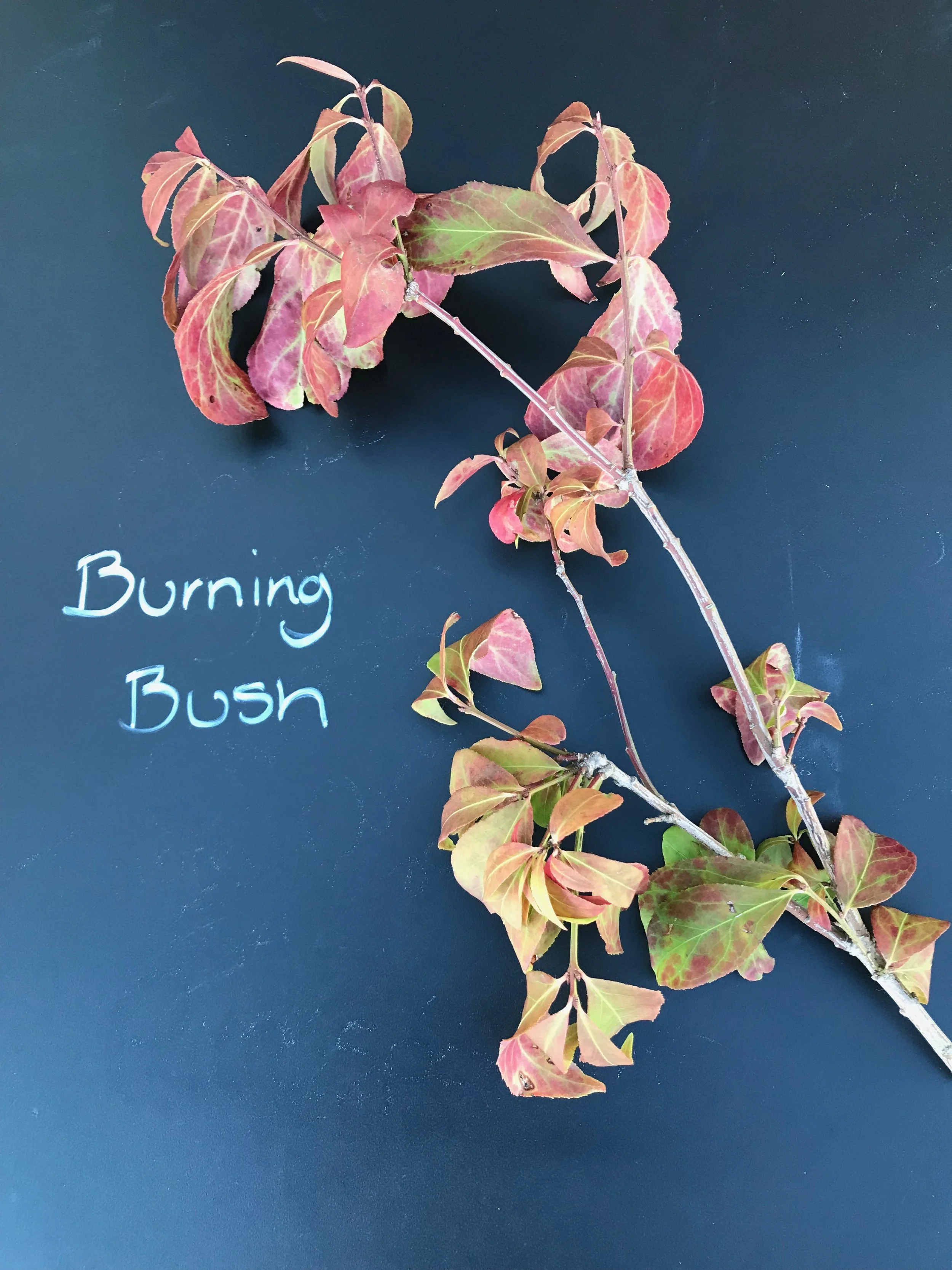 Burning Bush