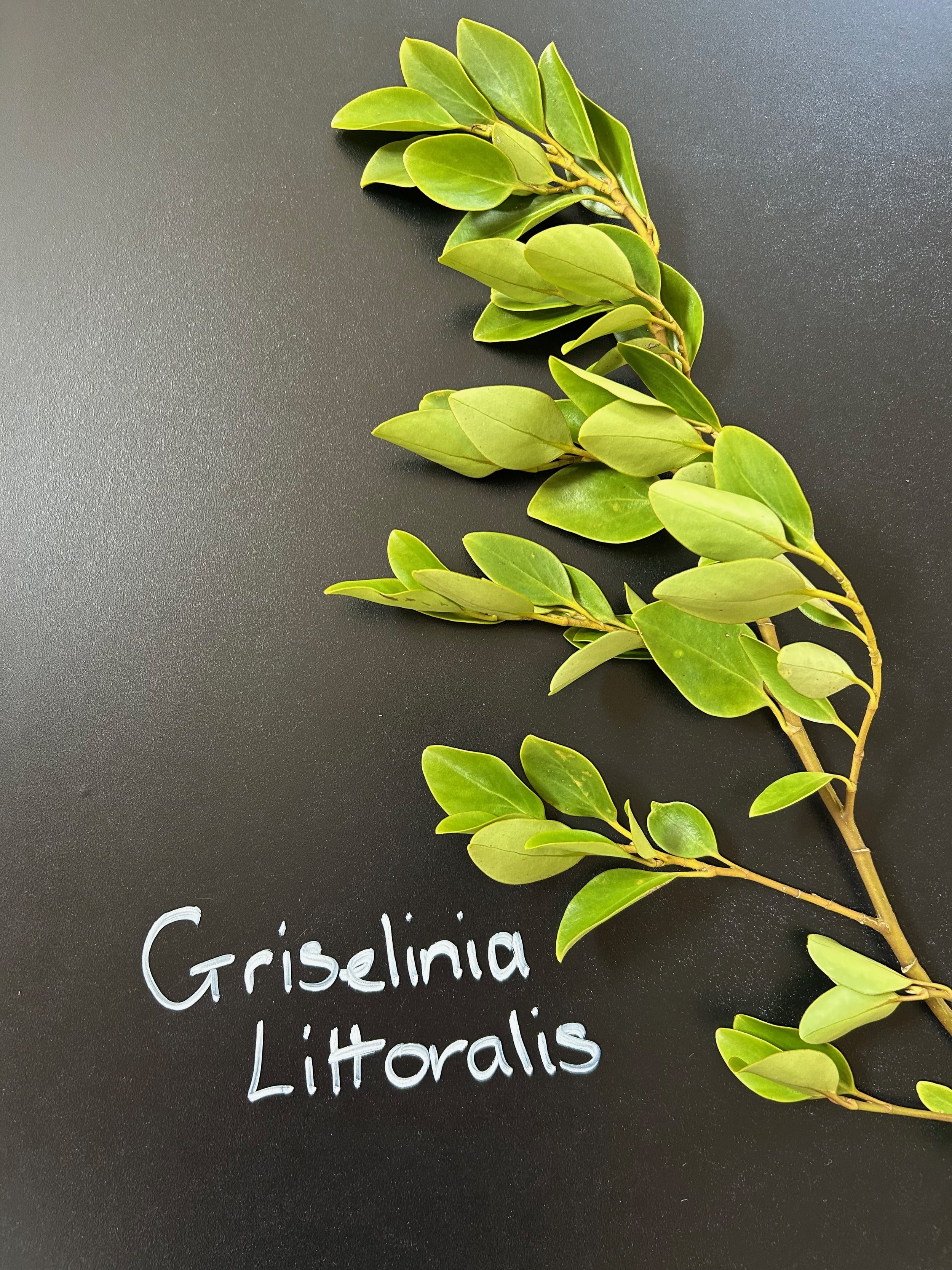 Griselinia Littoralis