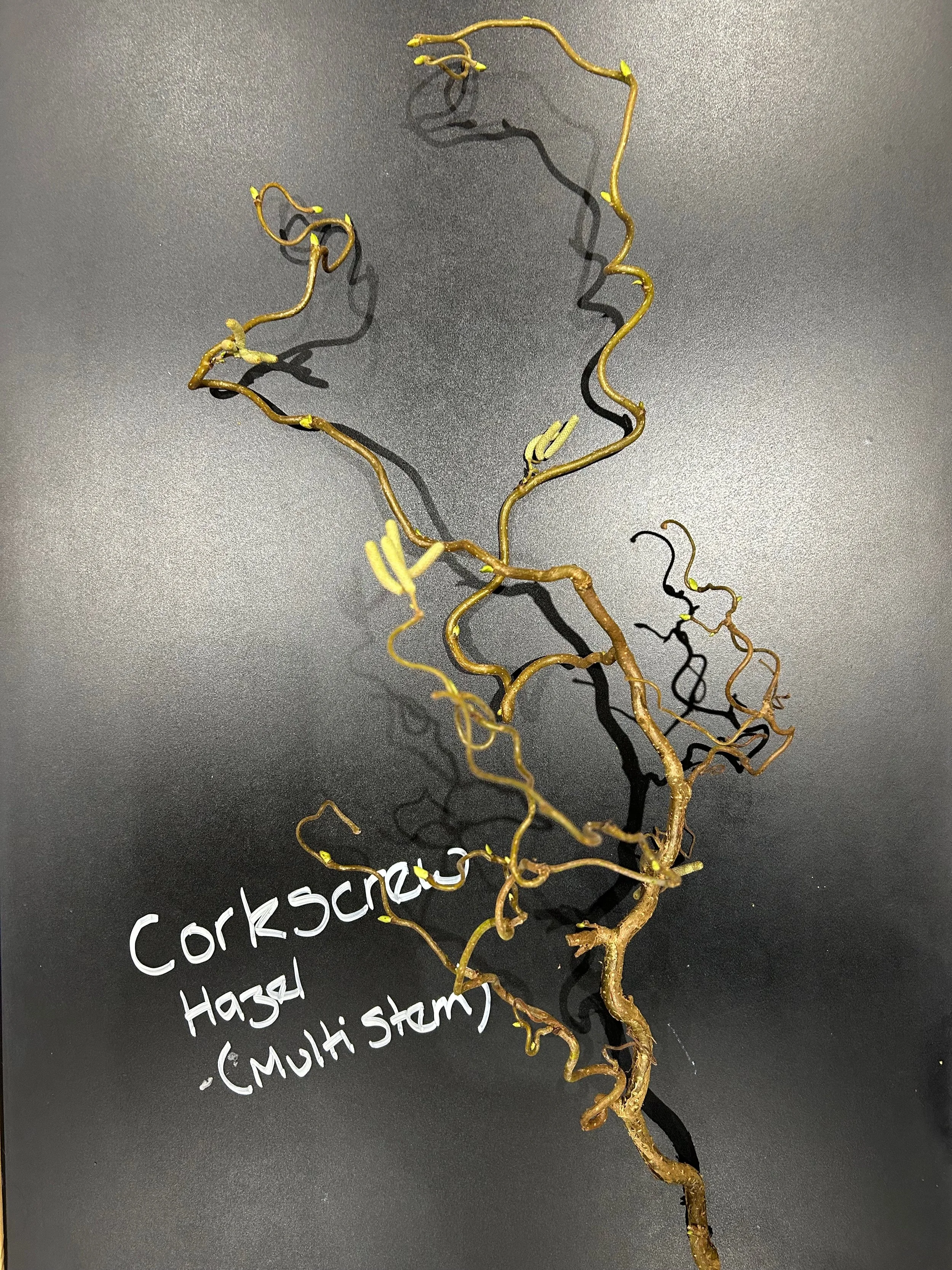 Corkscrew Hazel