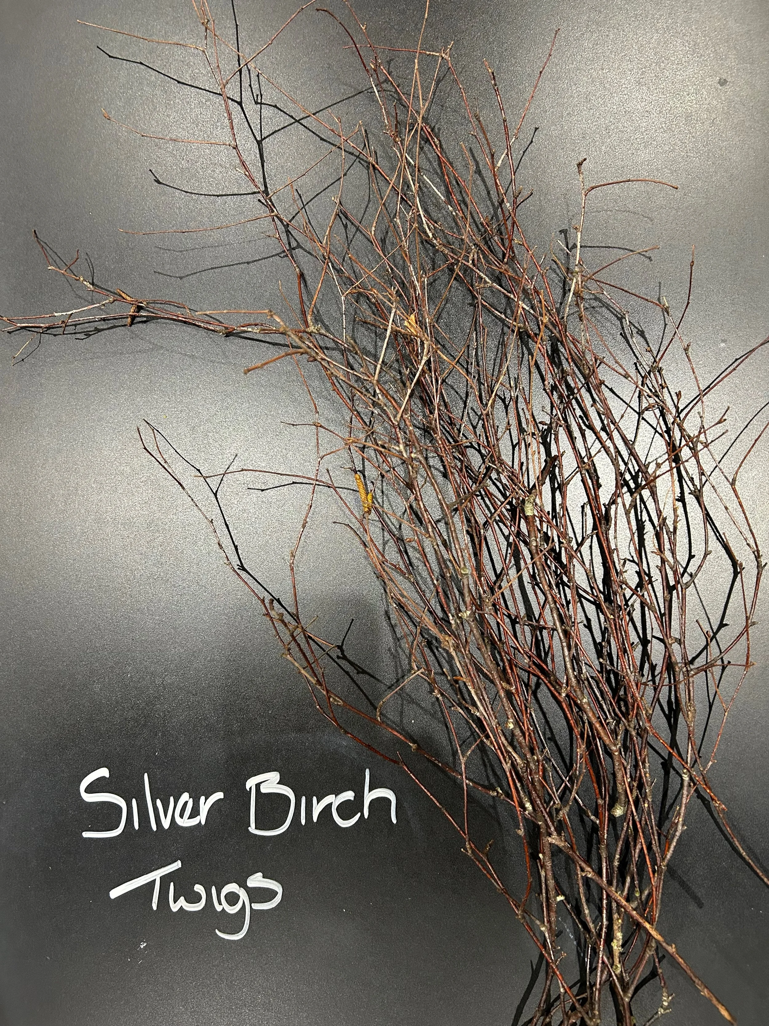 Silver Birch Twigs