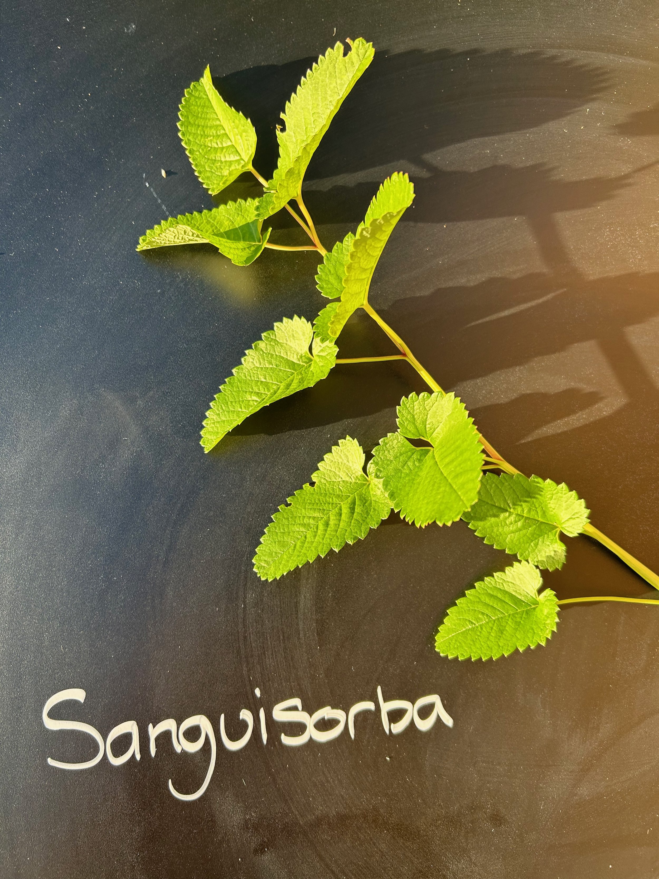 Sanguisorba