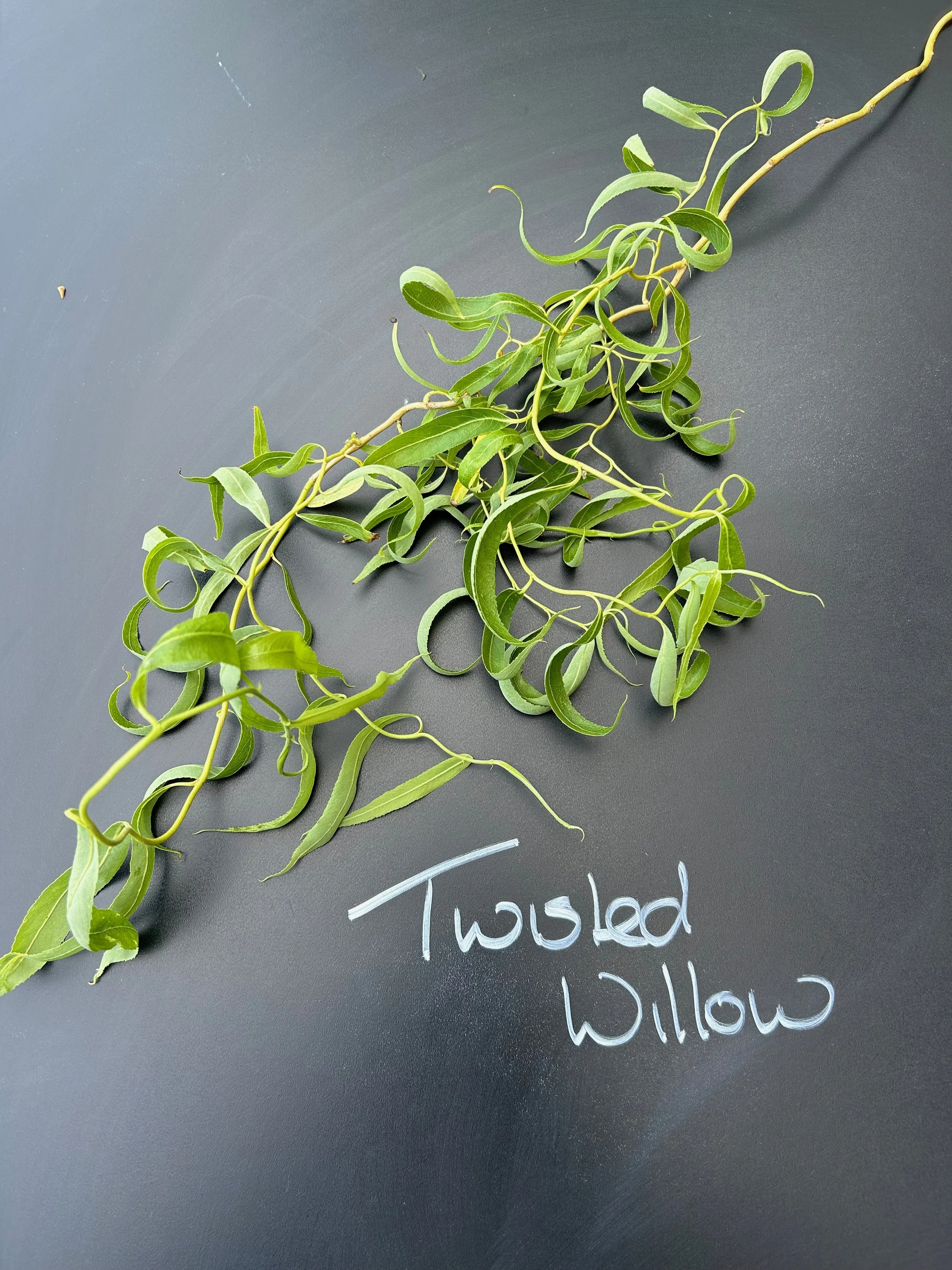 Twisted Willow