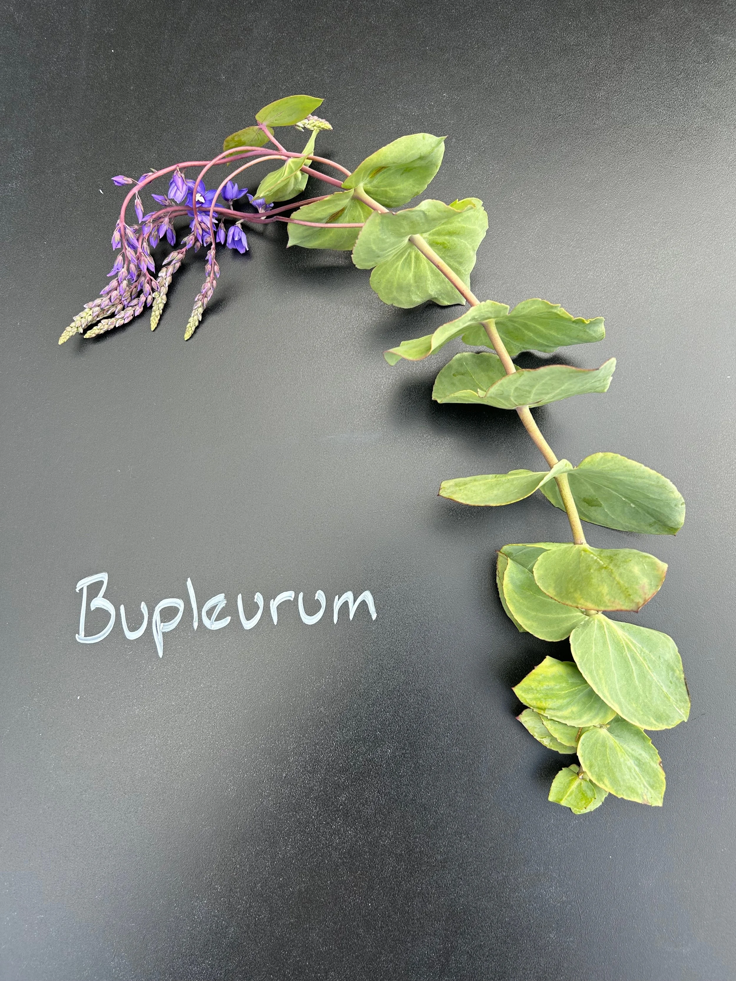 Bupleurum