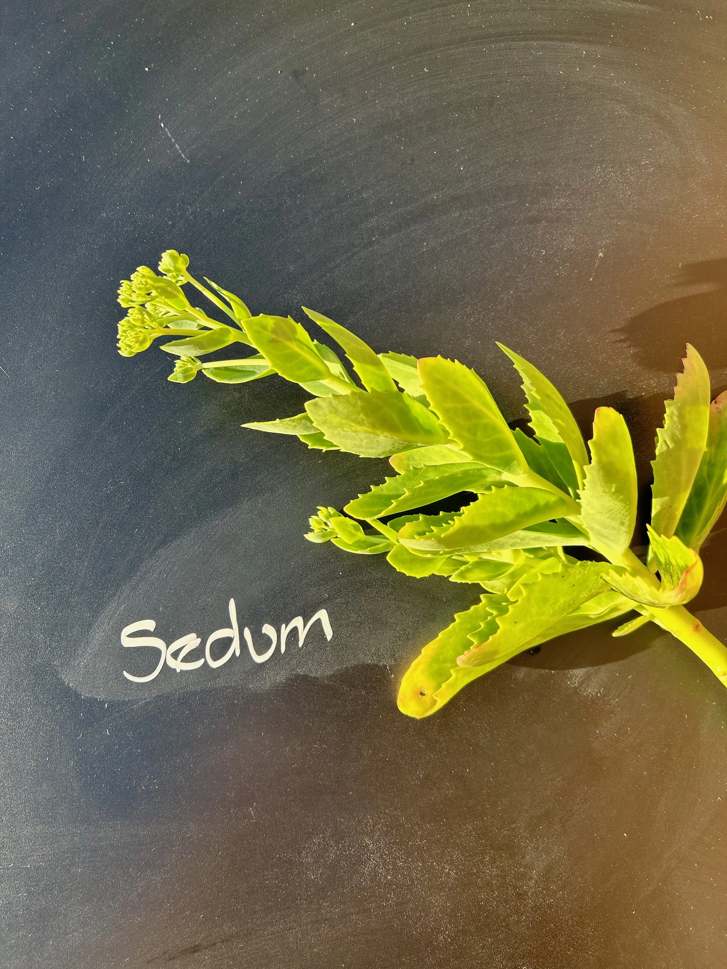 Sedum