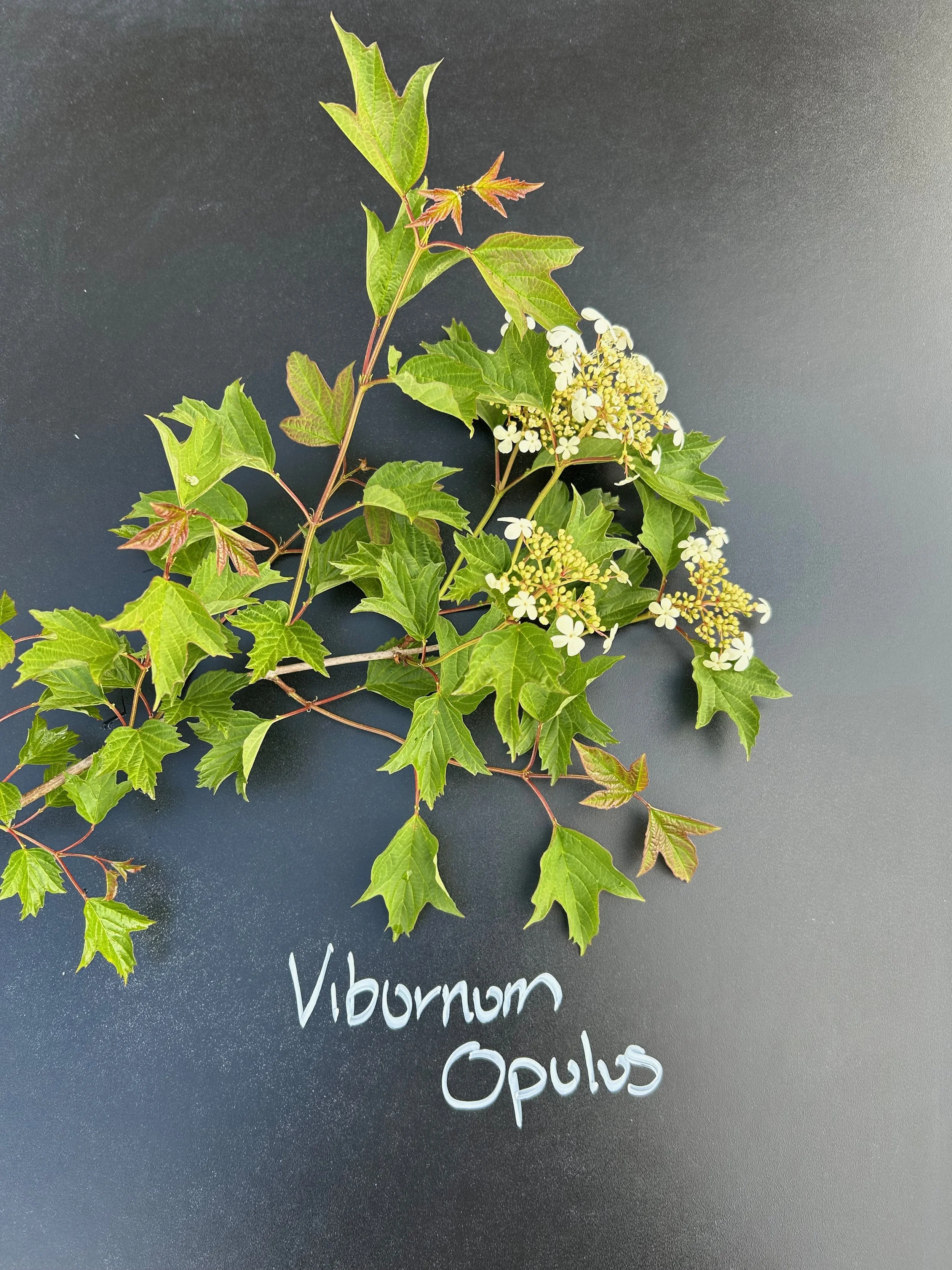 Viburnum Opulus