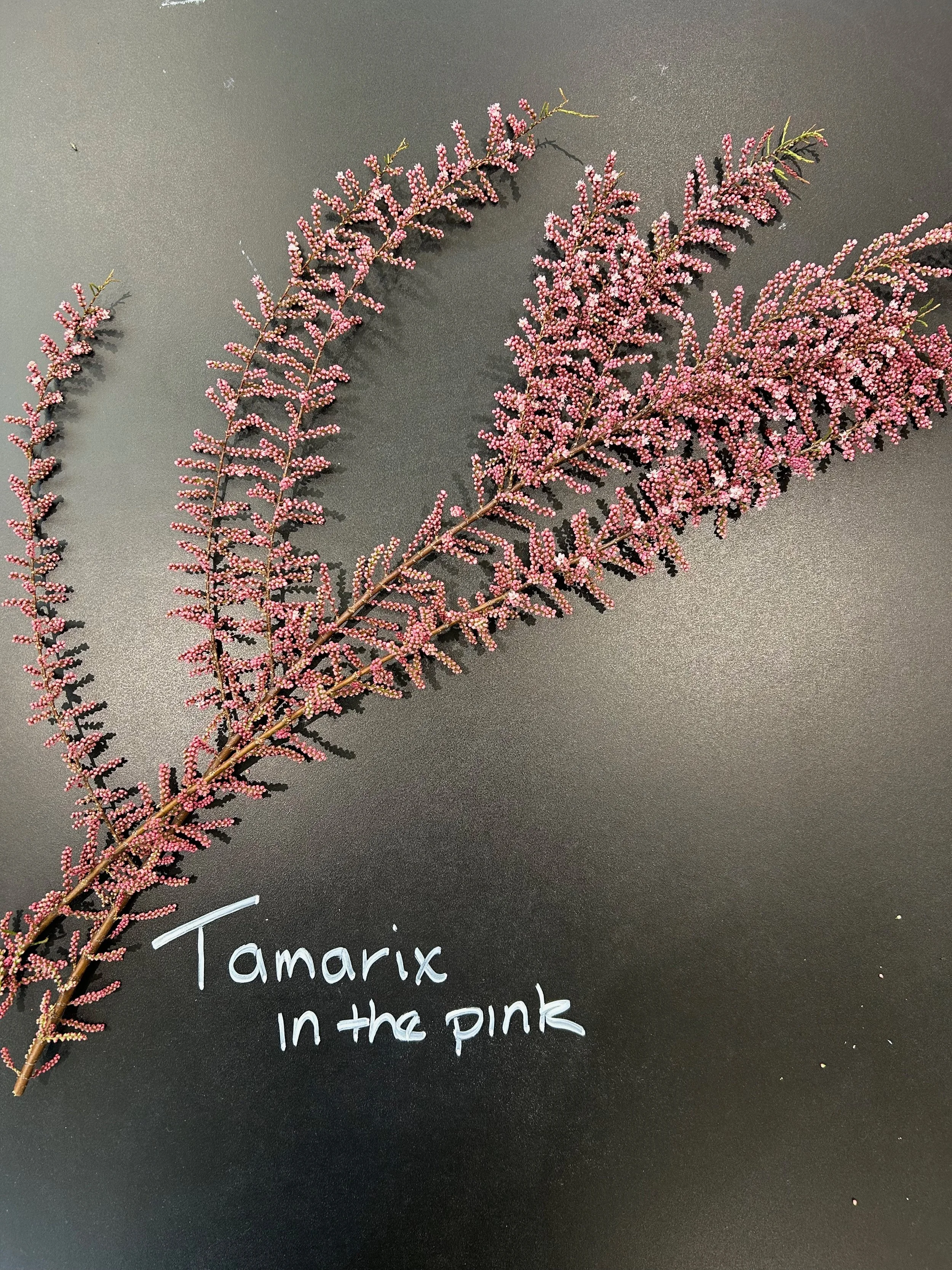 Tamarix in the Pink