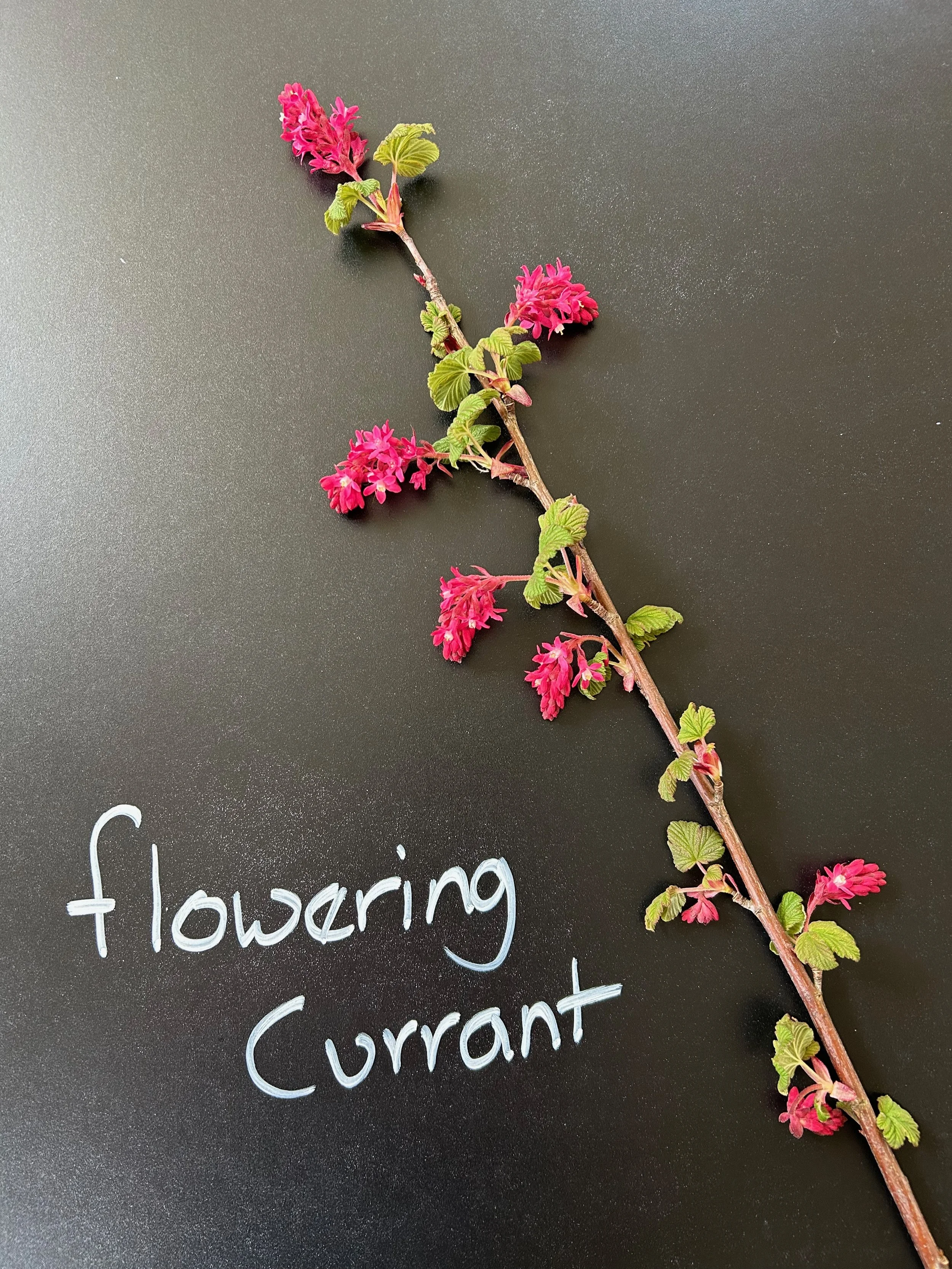 Flowering Currant