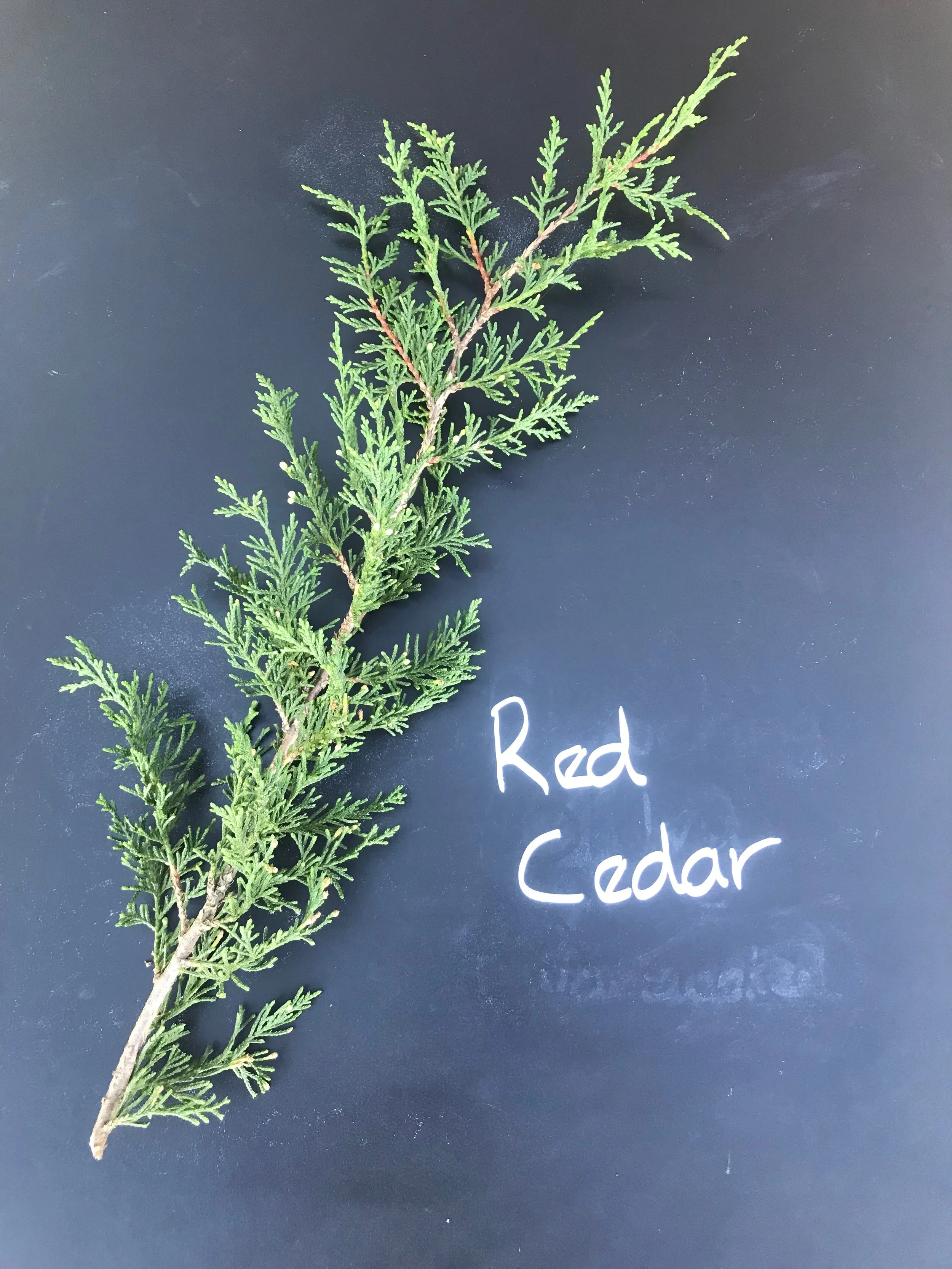 Red Cedar