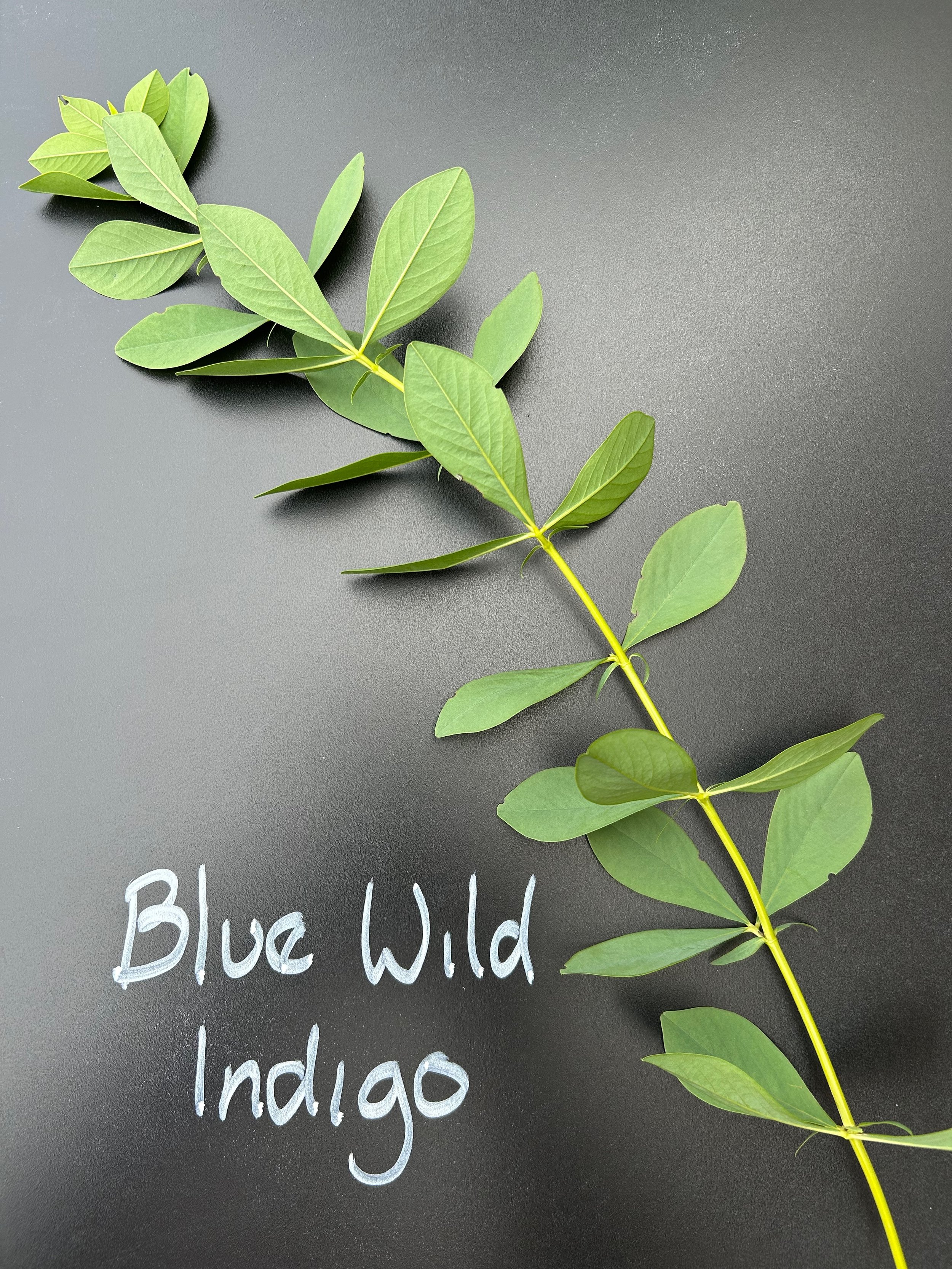 Blue Wild Indigo