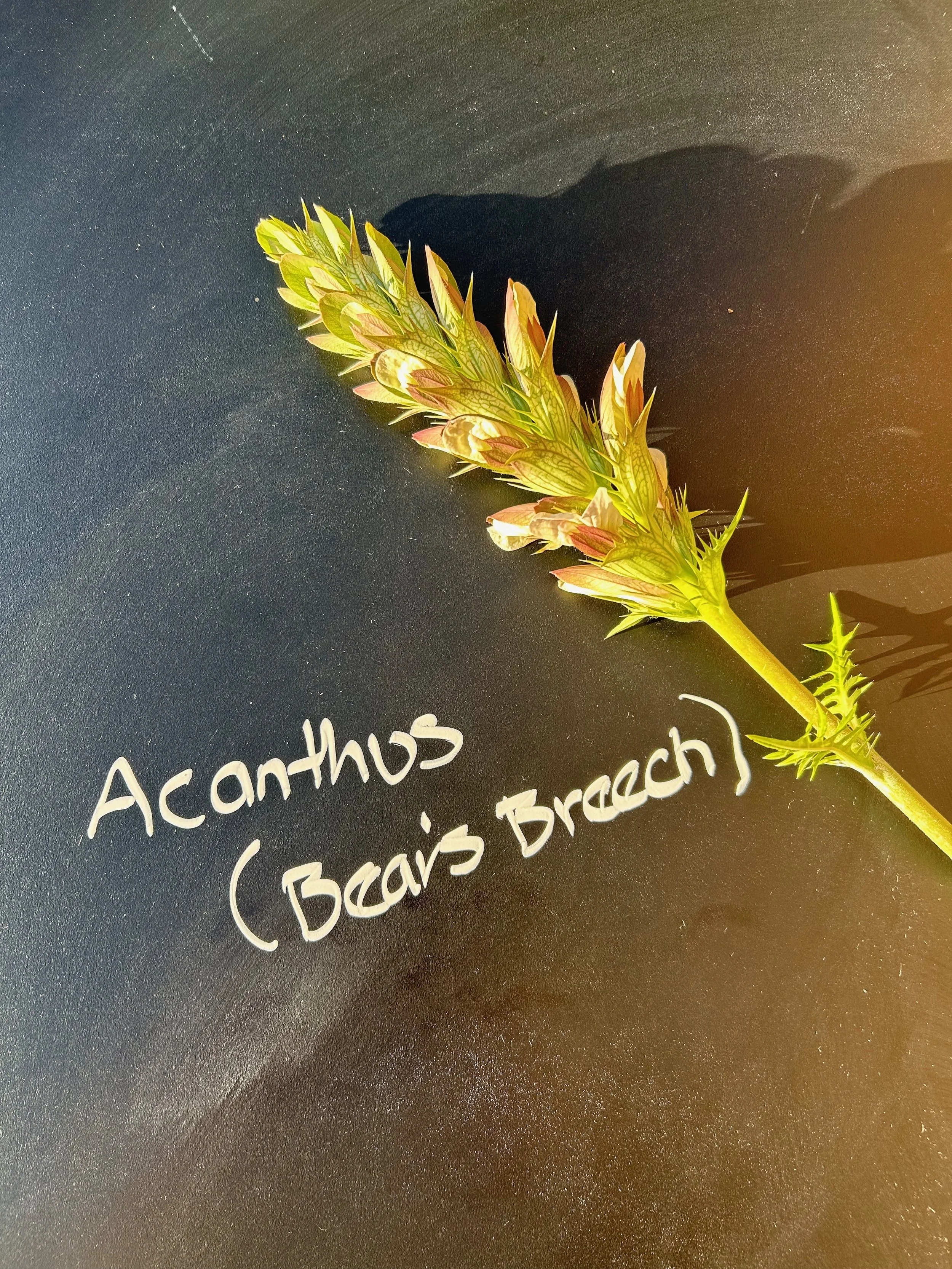 Acanthus