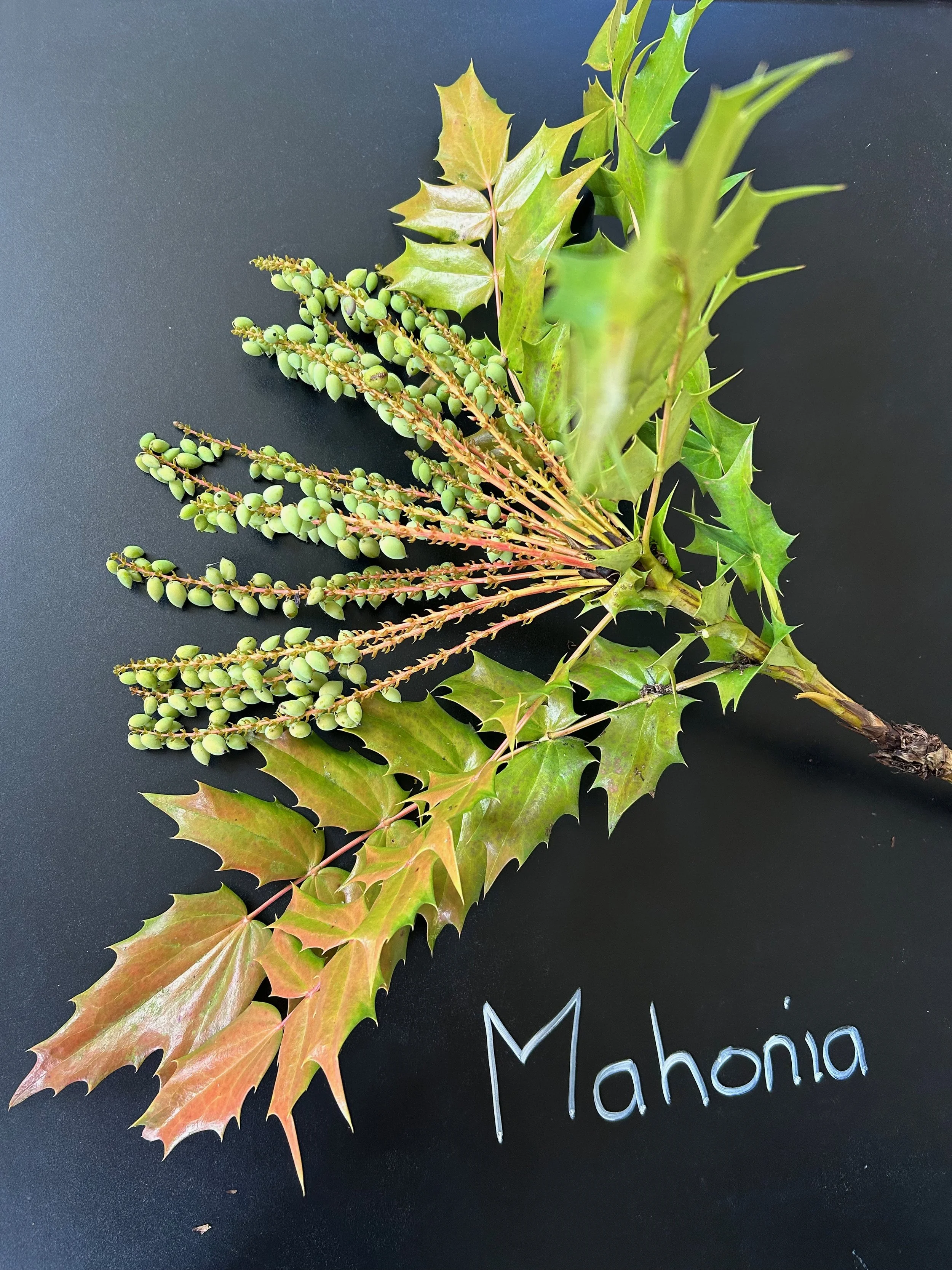 Mahonia