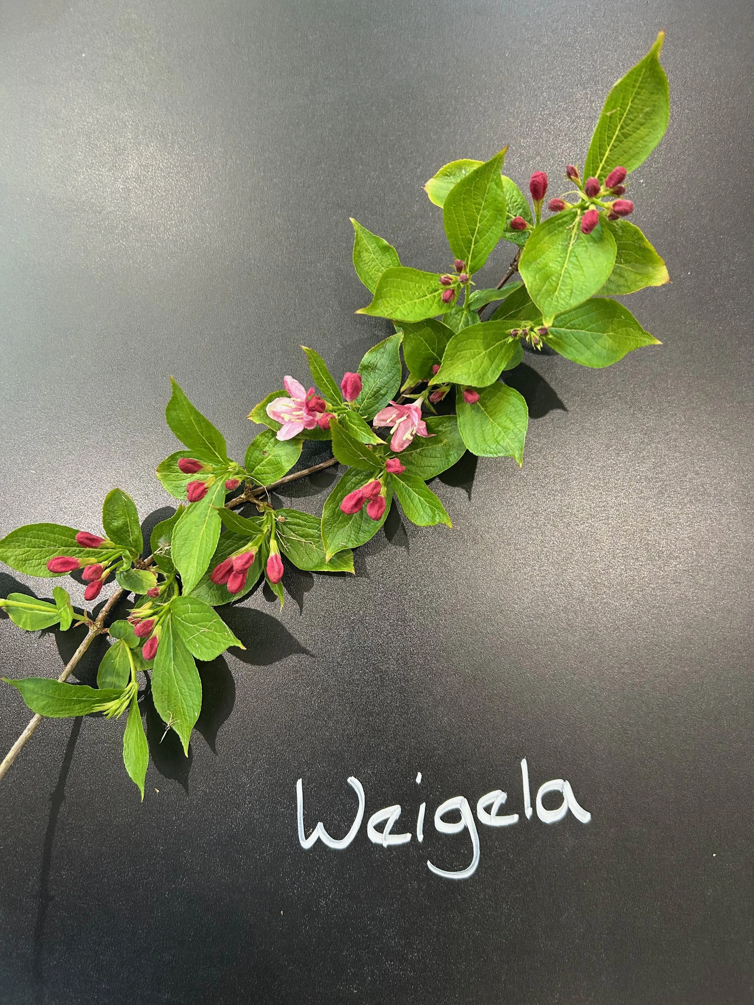 Weigela