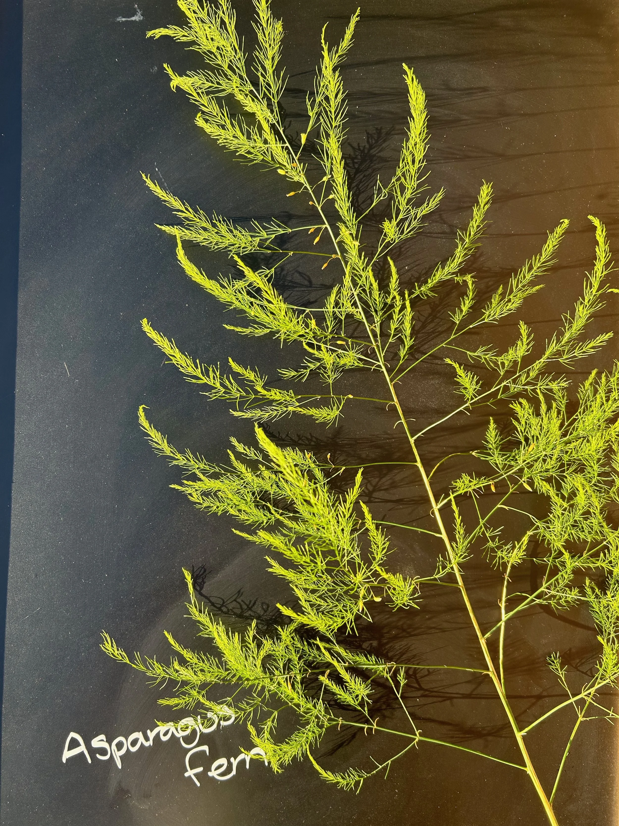 Asparagus Fern