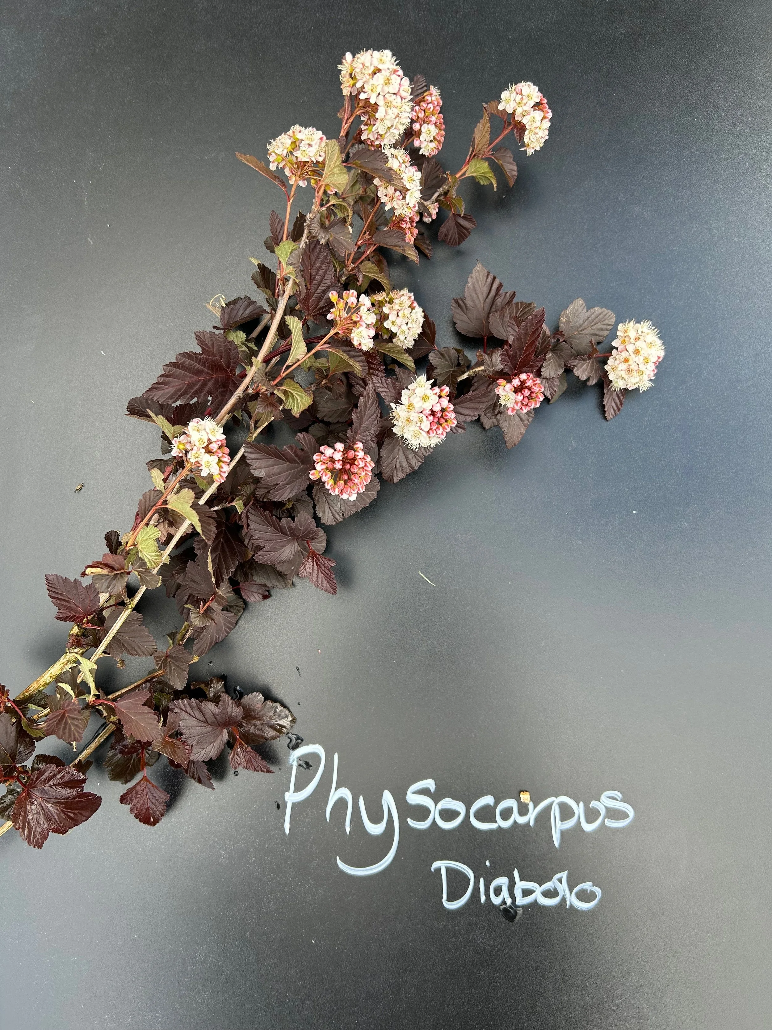 Physocarpus