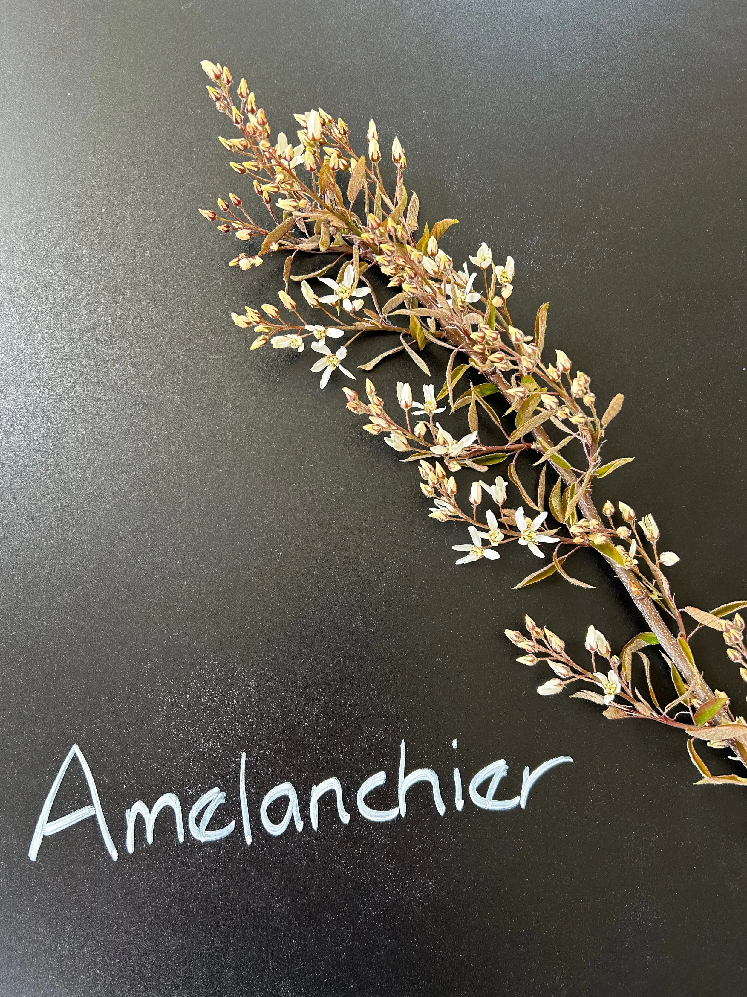Amelanchier
