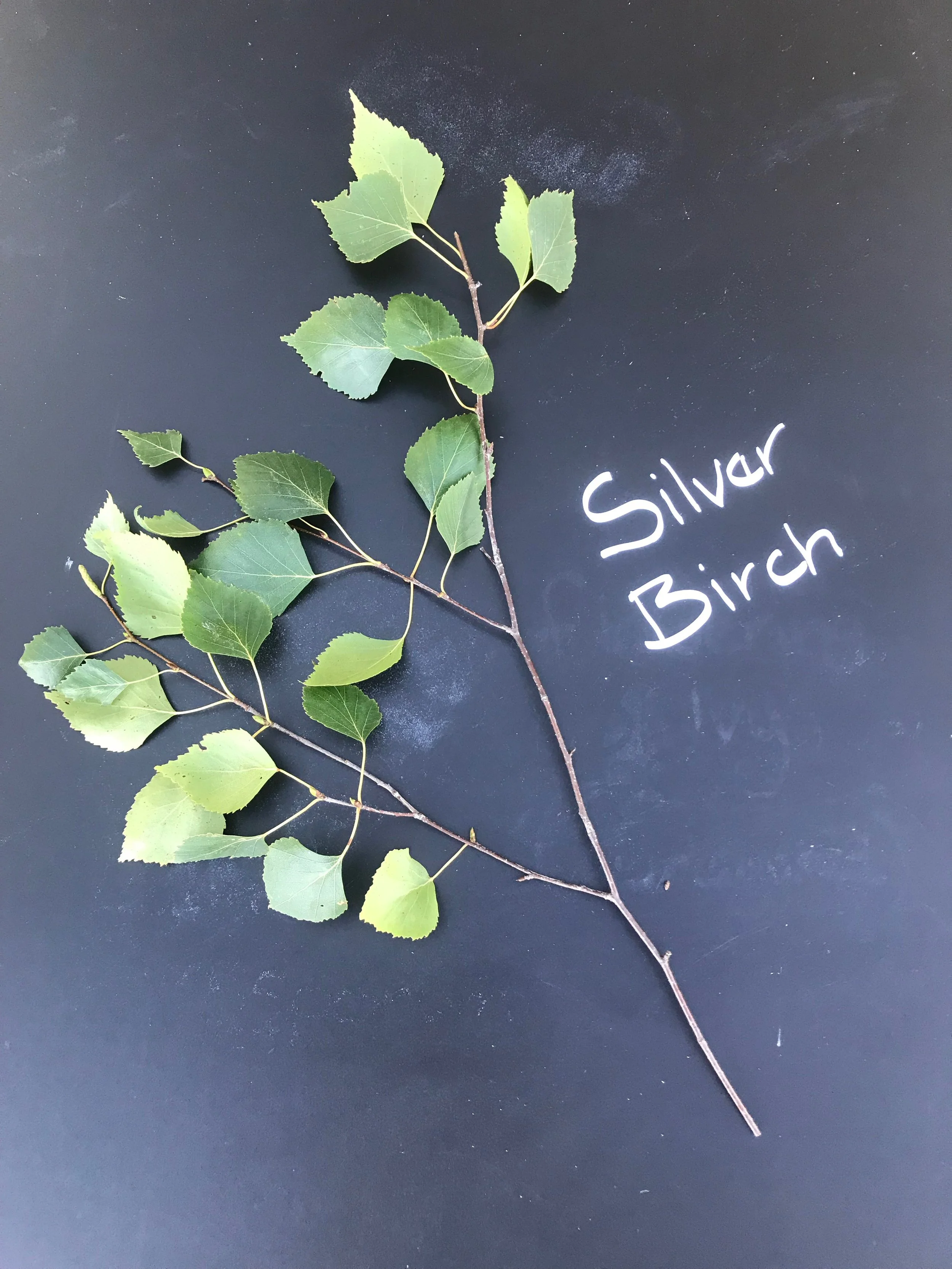 Silver Birch without Catkins