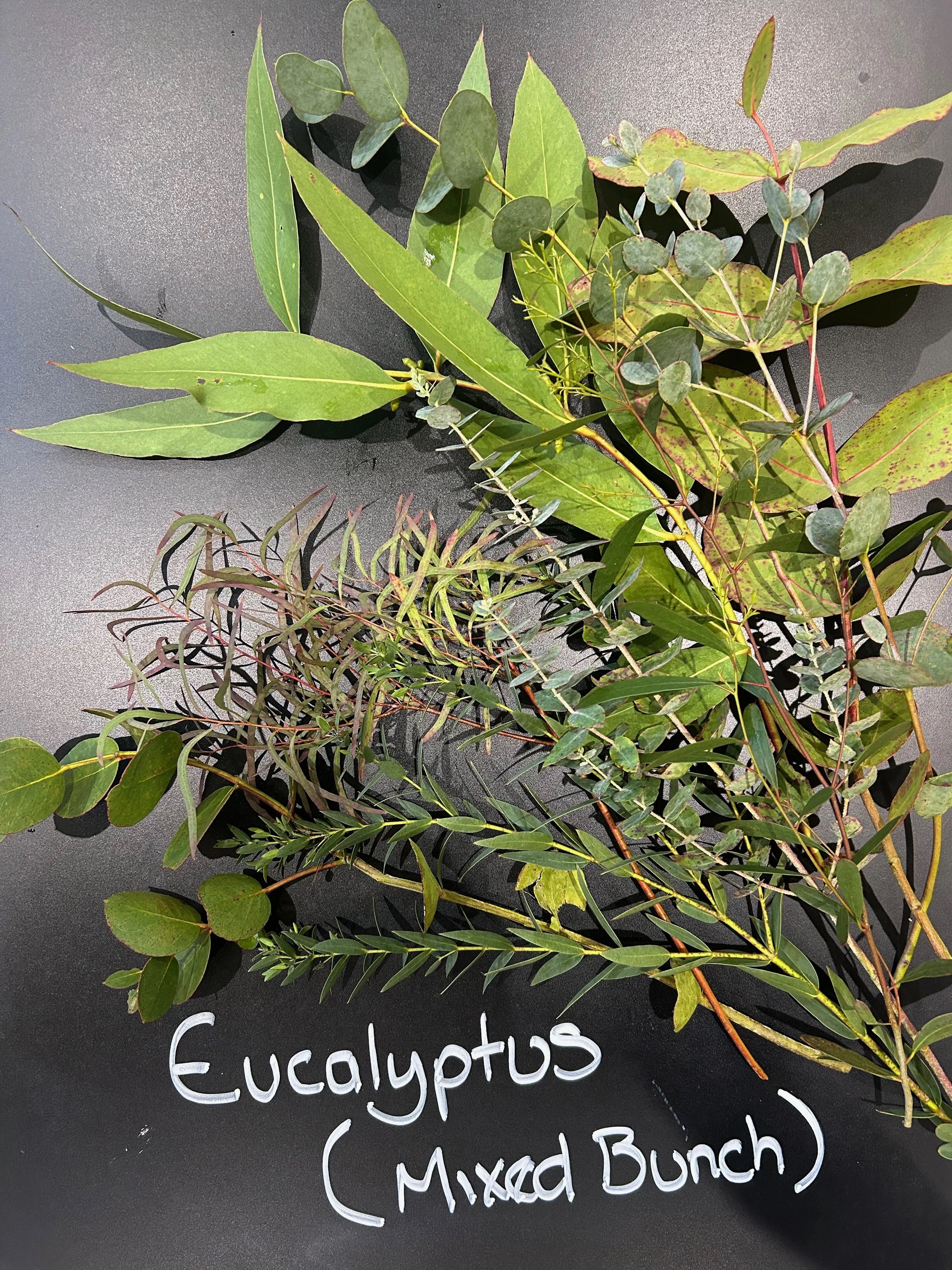 Eucalyptus (mixed bunch)