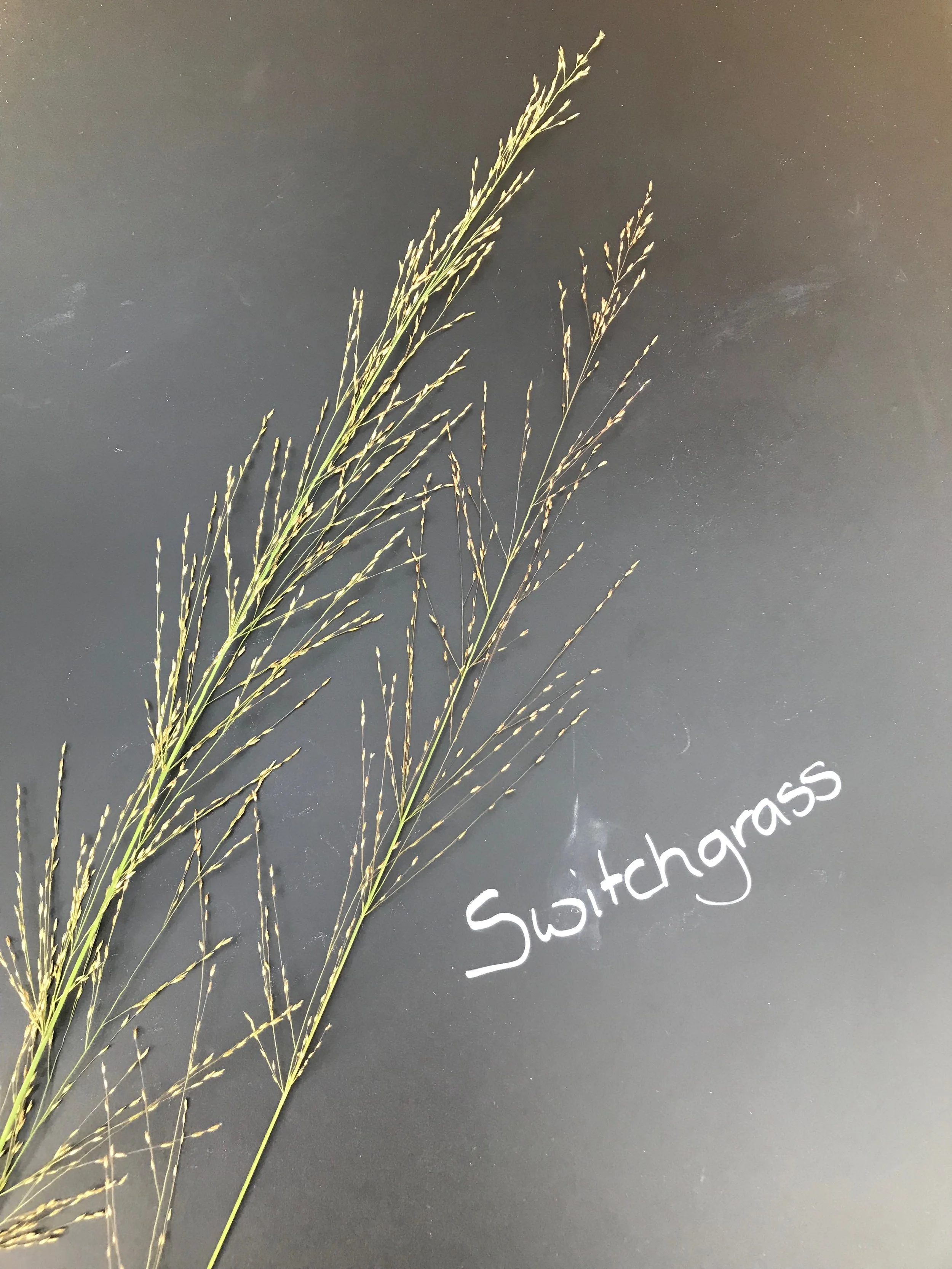 Switchgrass