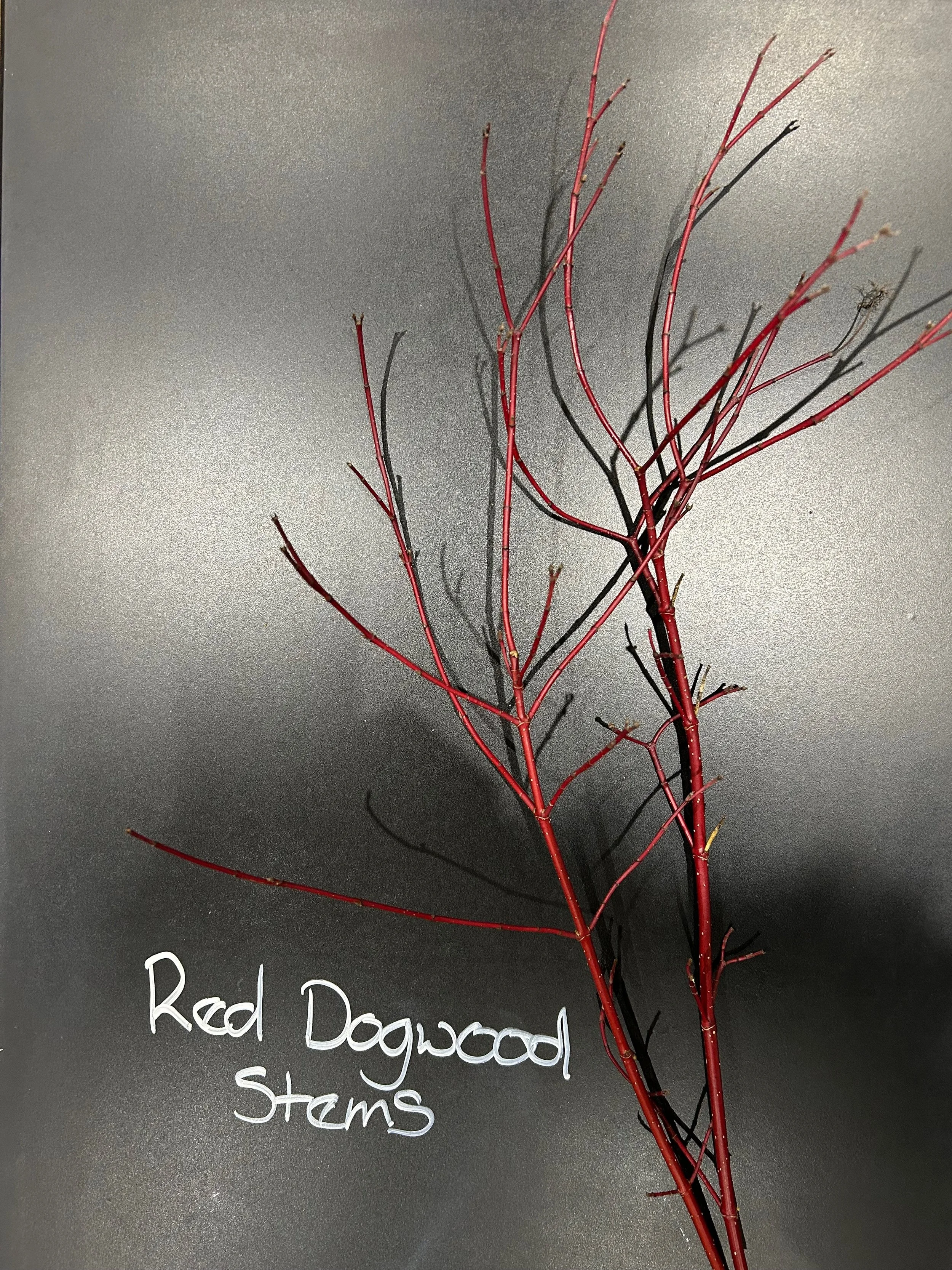 Red Dogwood