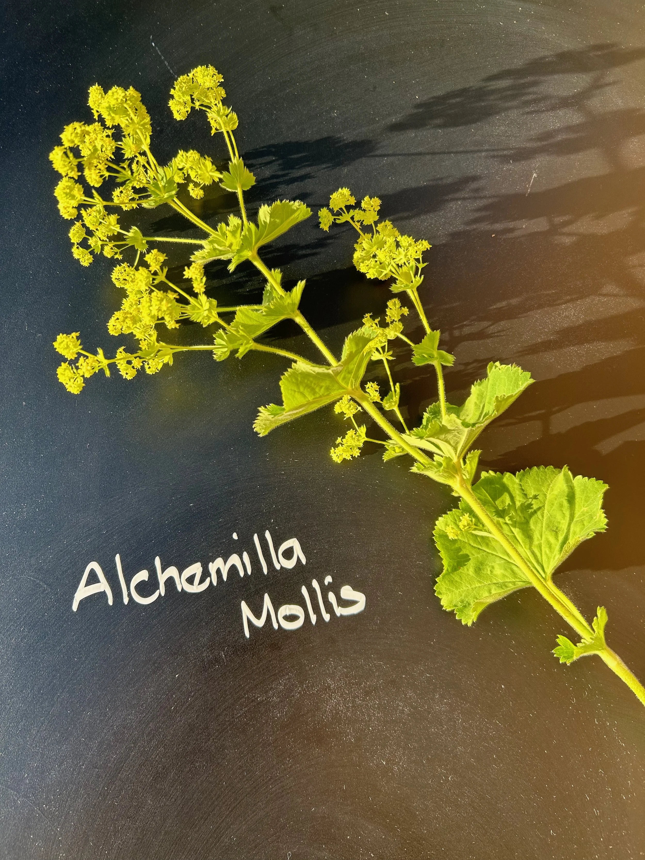 Alchemilla Mollis