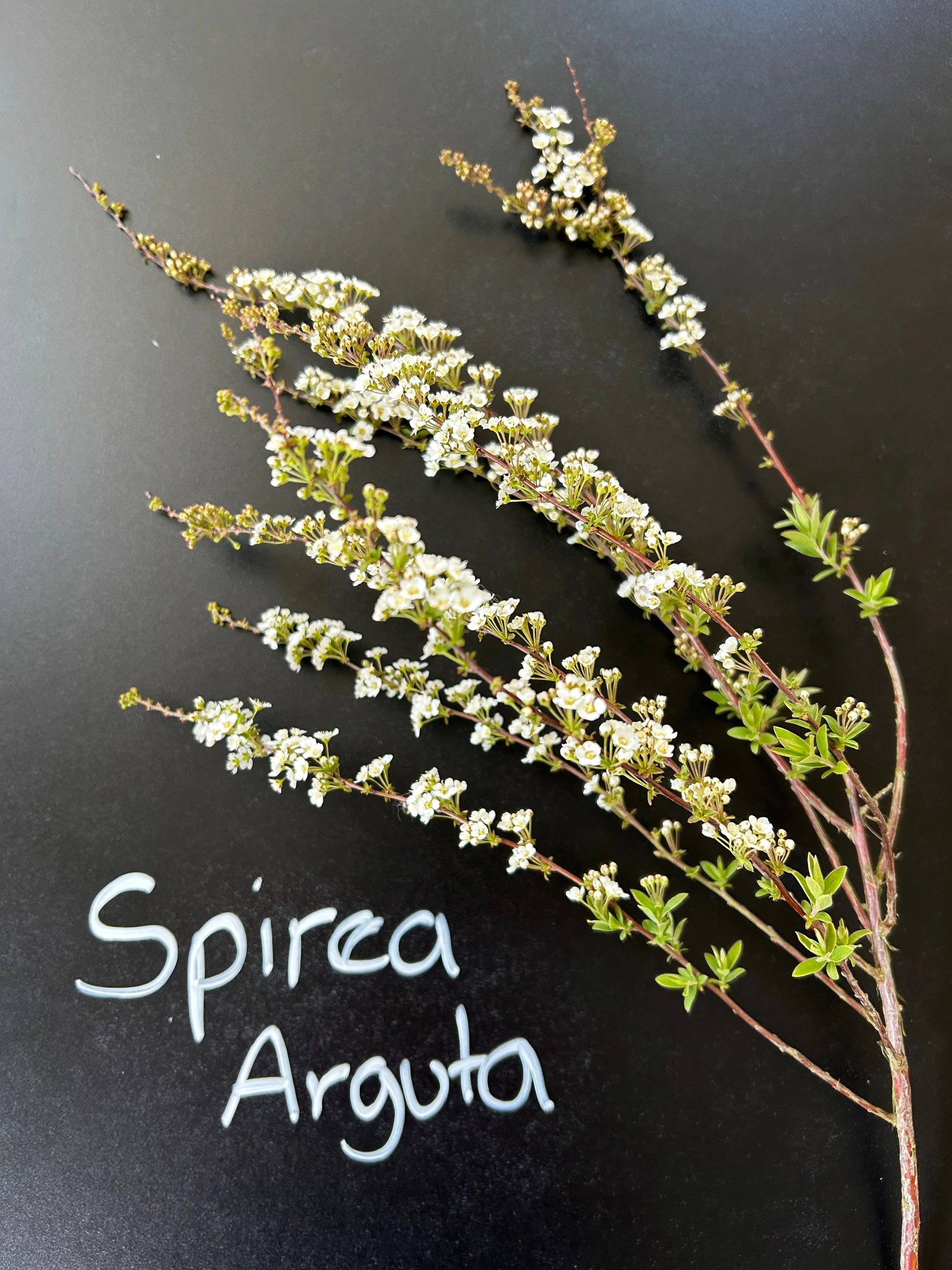 Spirea Arguta