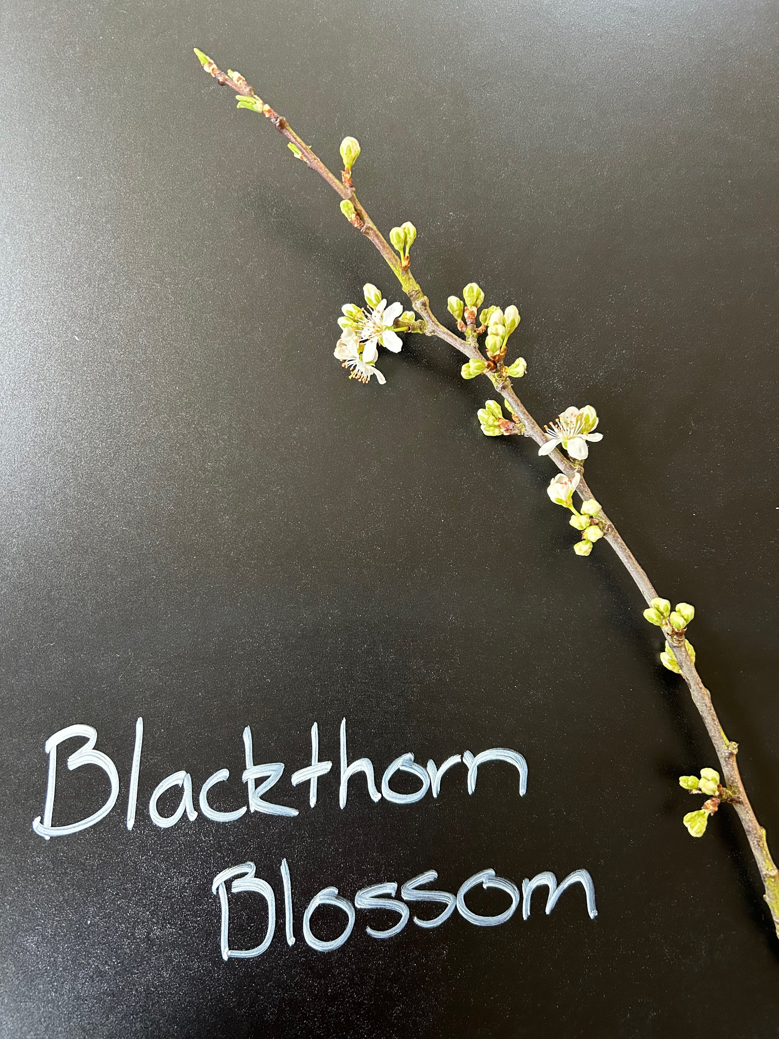 Blackthorn Blossom