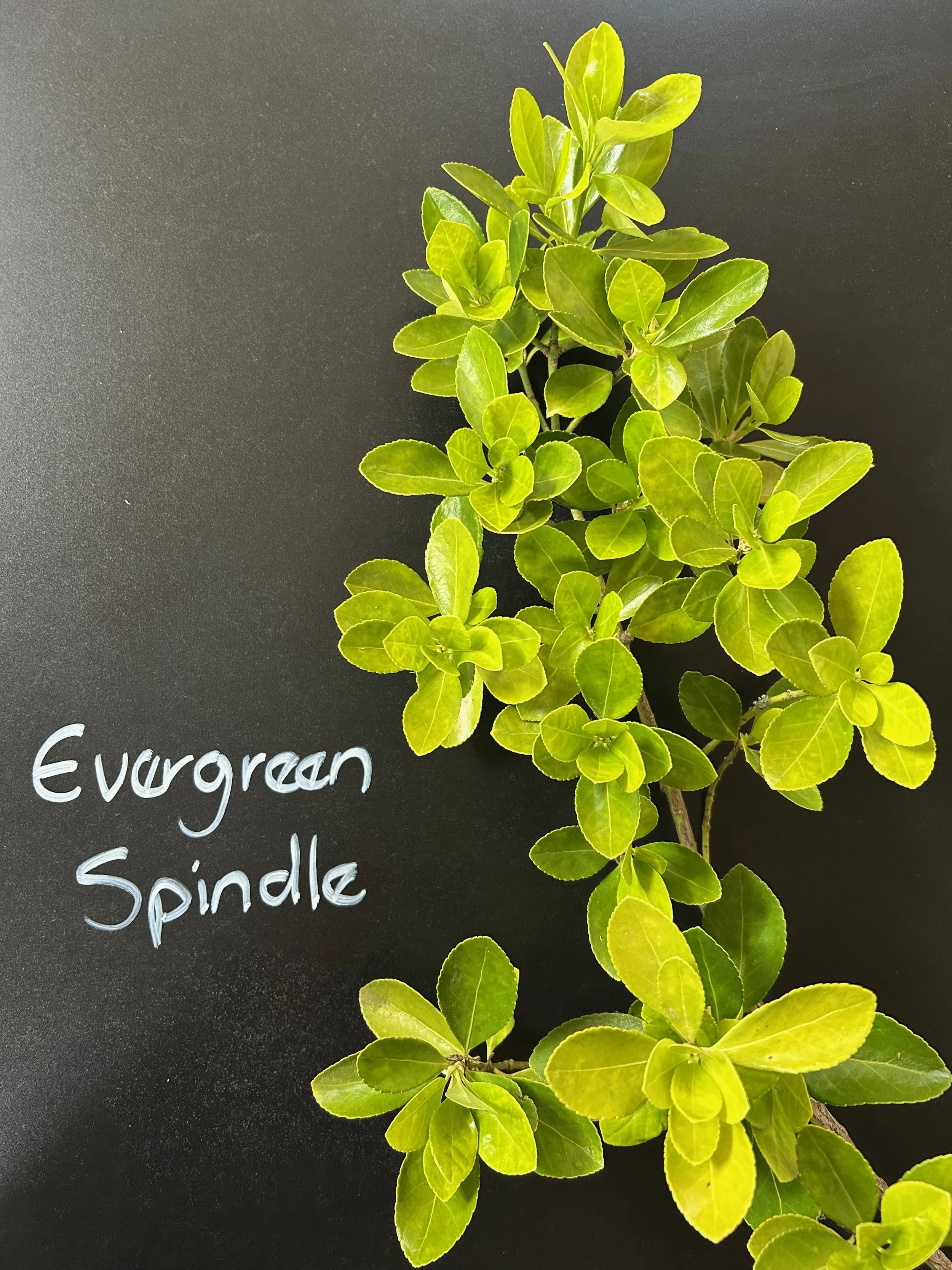 Evergreen Spindle