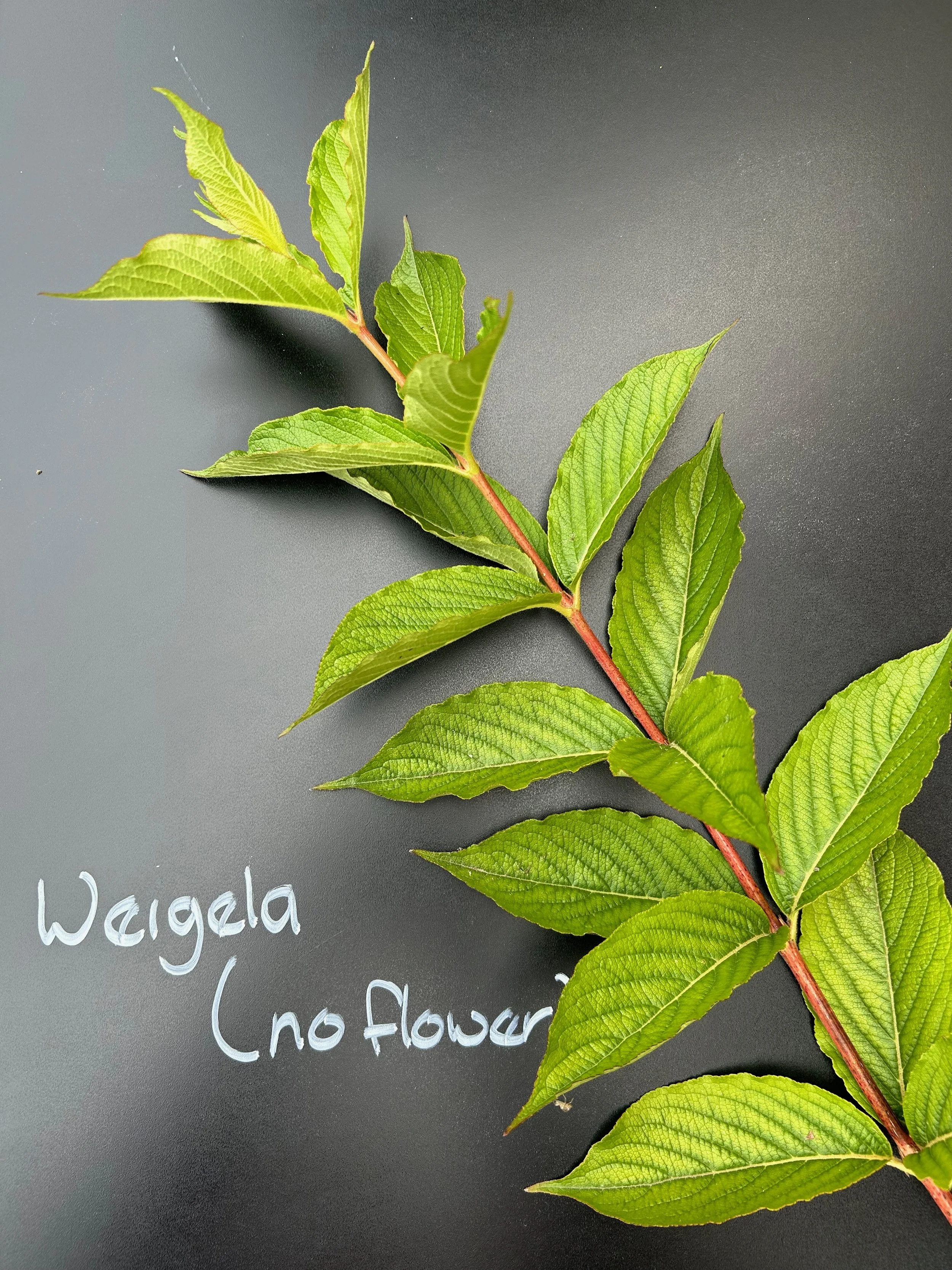 Weigela