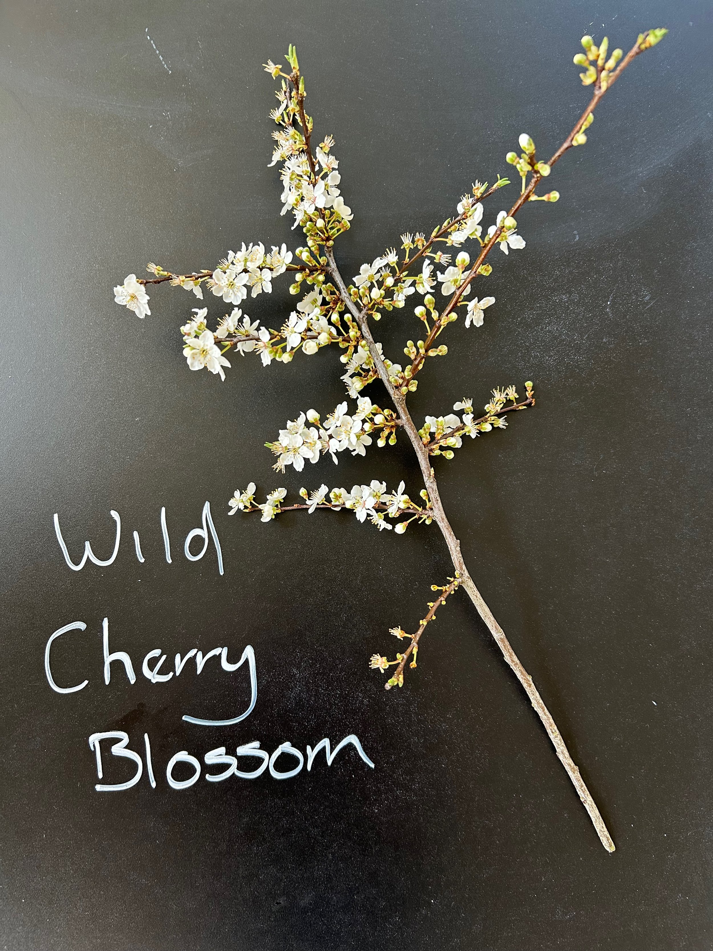 Wild Cherry Blossom