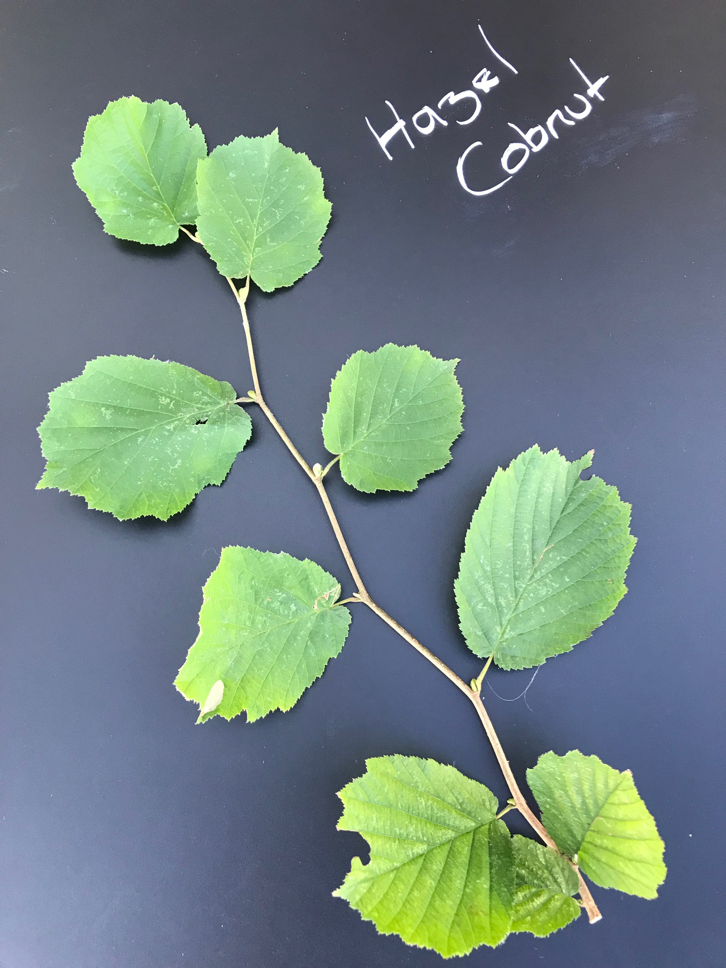 Hazel Cobnut
