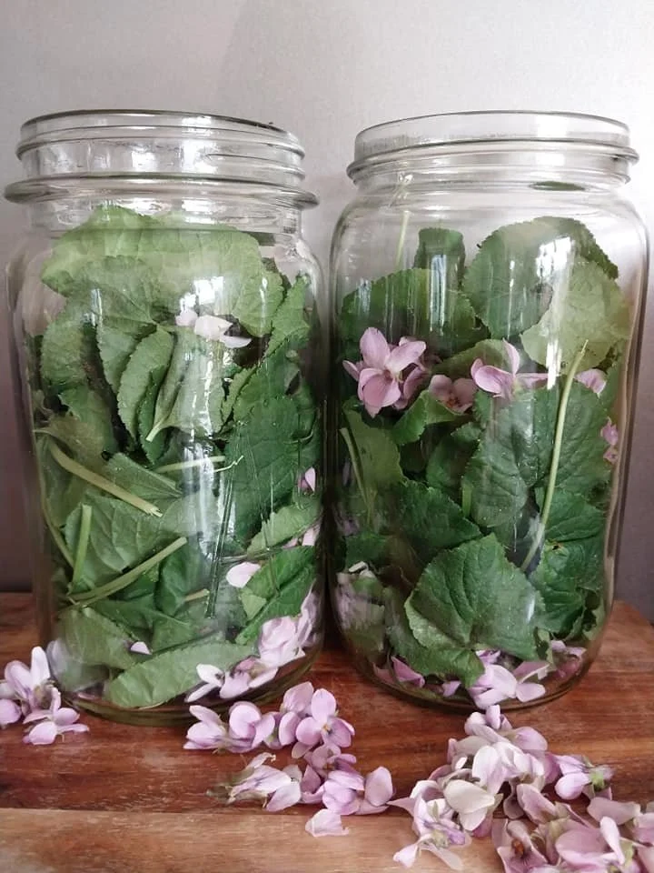 Vivacious Violets Medicinal uses of Viola odorata Sweet Violet