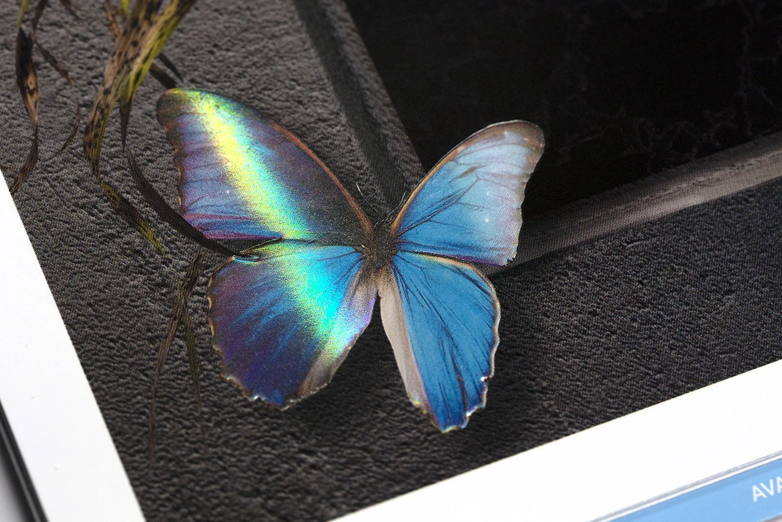 Detailaufnahme von holografisch geprägtem Schmetterlingsmotiv