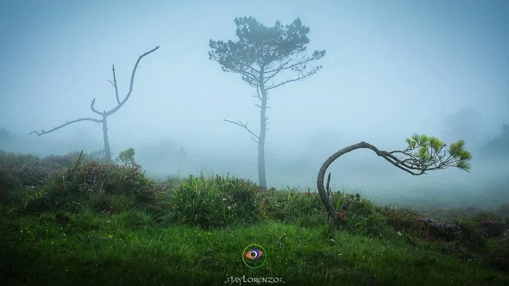 Imagen de tres arbolitos que parecen danzar y divertirse en la niebla en la serra da Capelada