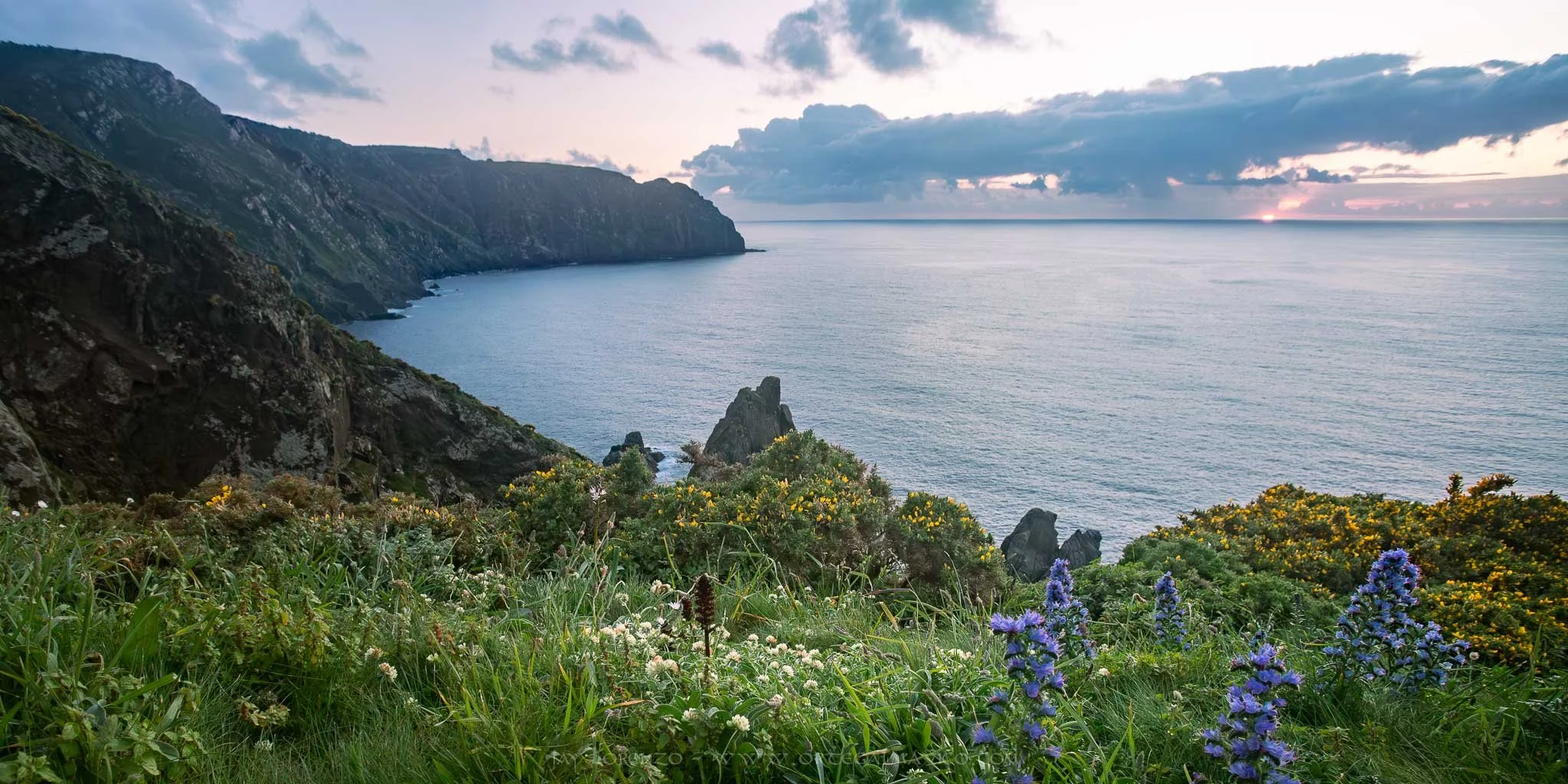 Vista de los acantilados de “Cantís da Cova” sobre un manto de flores en el Geoparque Cabo Ortegal