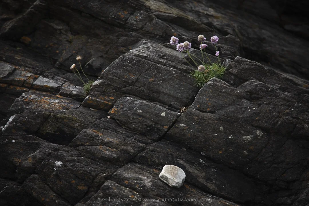 Jay_Lorenzo_OM-Goparque Cabo Ortegal-19.jpg