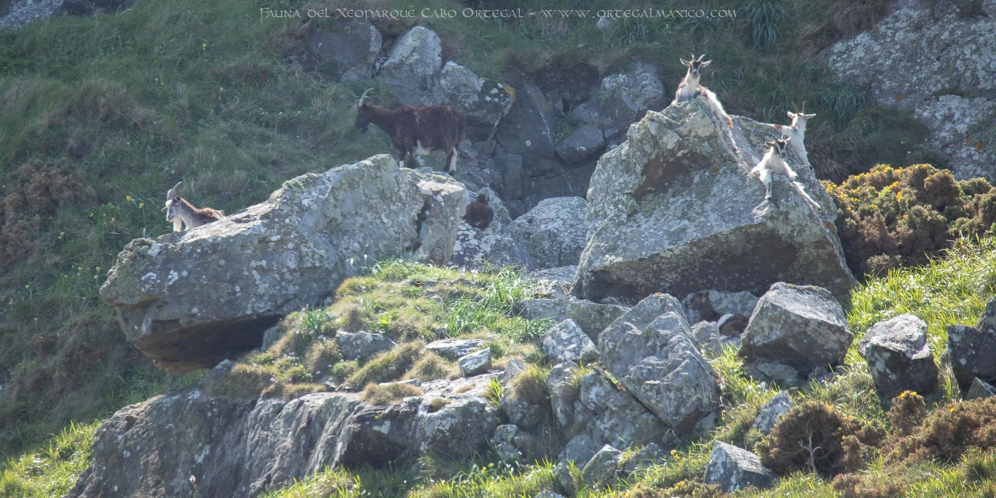 Cabras salvajes descansando sobre unas rocas, Cabo Ortegal